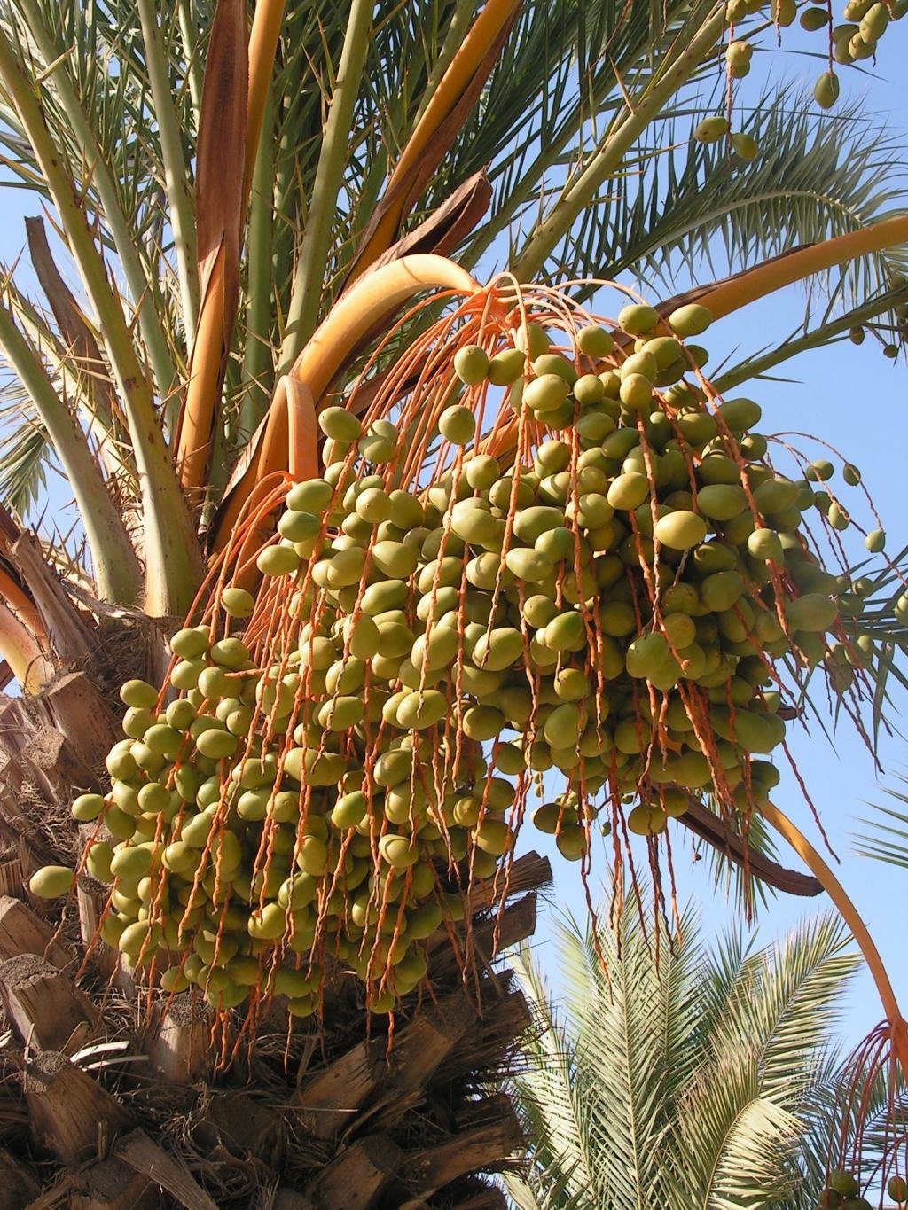Финиковое дерево фото с плодами где растет