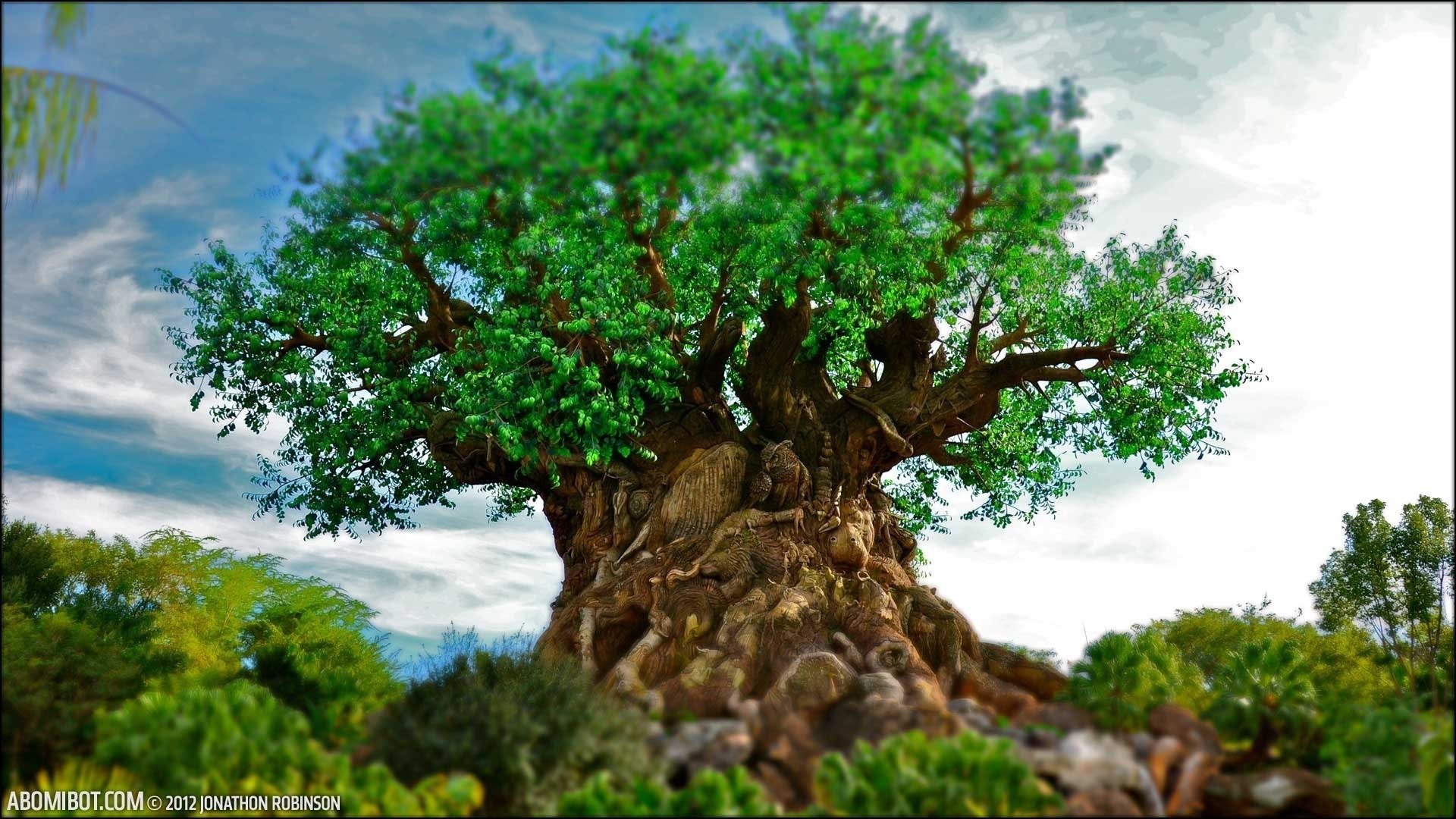 Жизнь дерева дуба. Дерево Будды Баньян. Нанму дерево. Сказочный дуб. Красивое дерево.