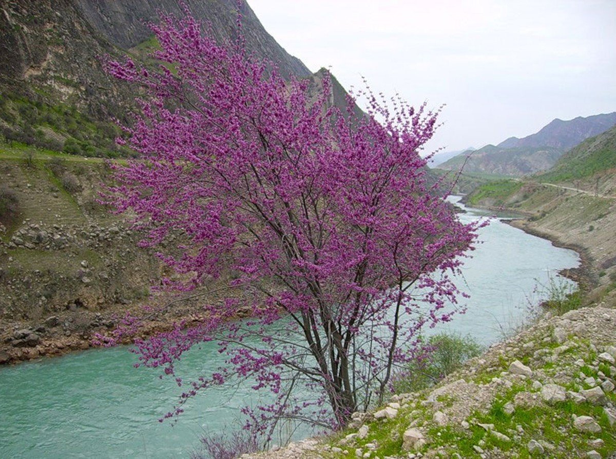 Цветение миндаля в Узбекистане