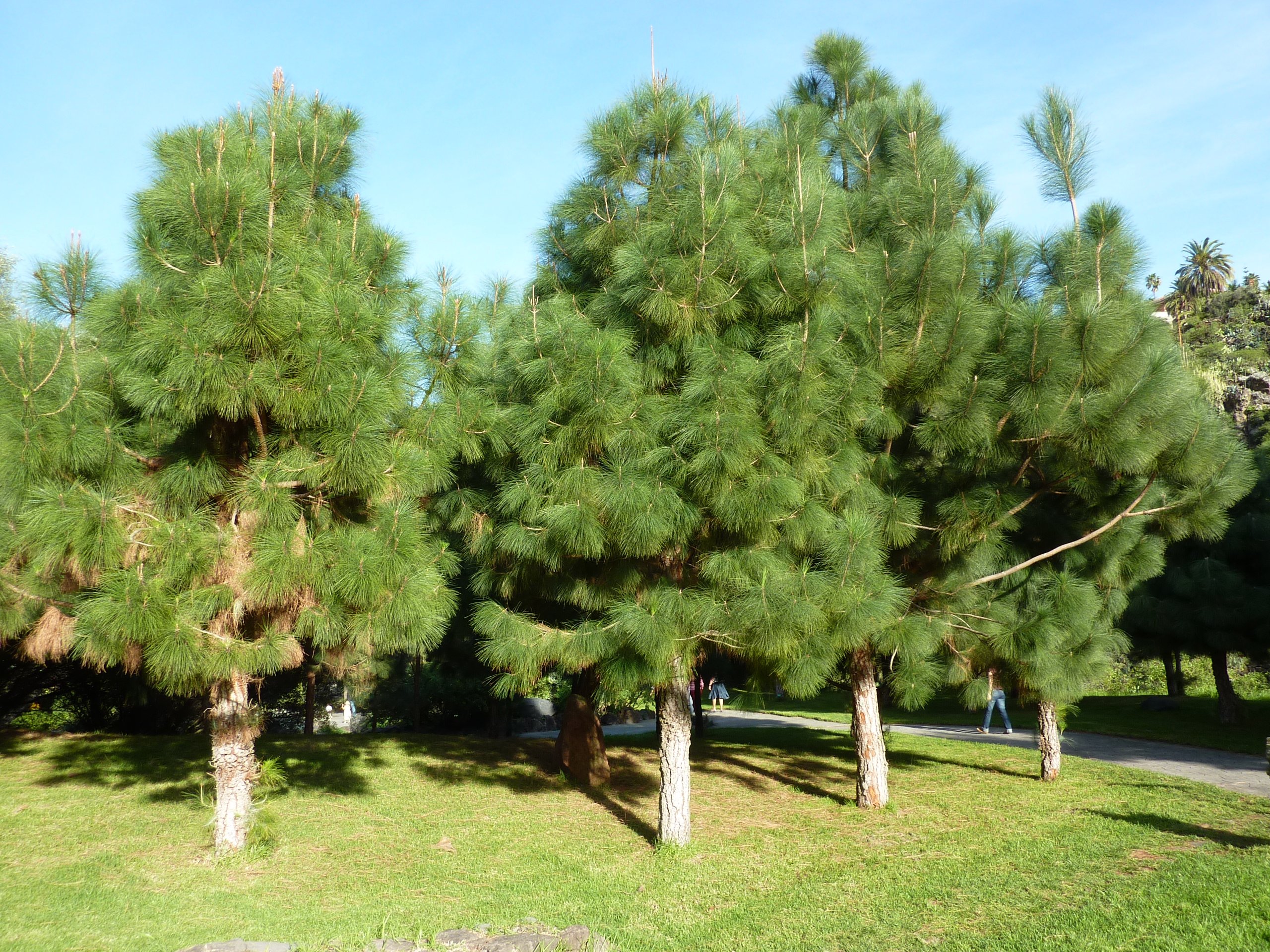 Распространенные хвойные деревья. Pinus canariensis. Крупномеры сосна Крымская. Пиния дерево хвойное. Pinus oocarpa.
