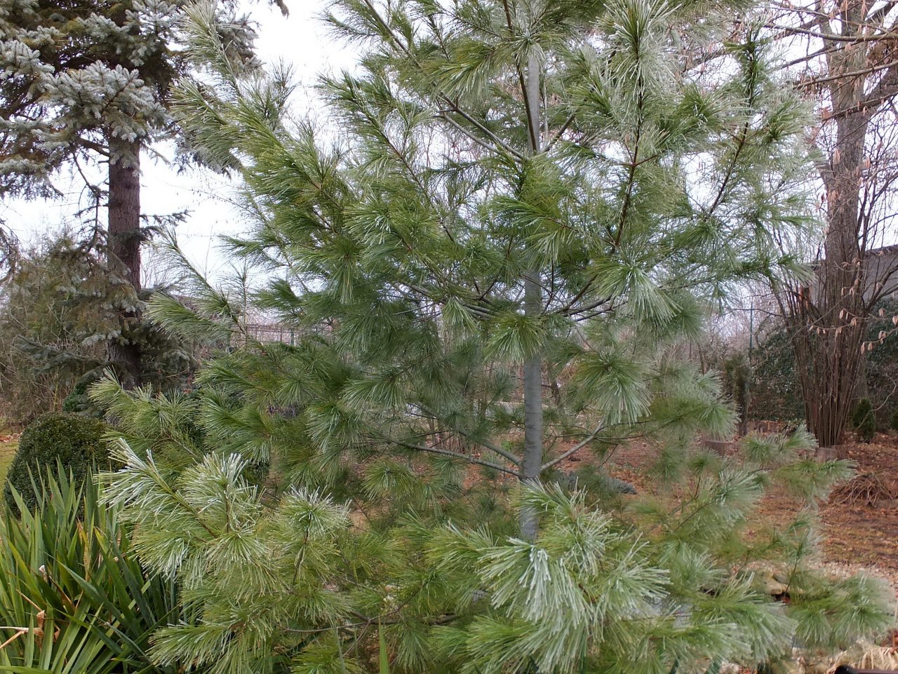 Pinus strobus Wendy