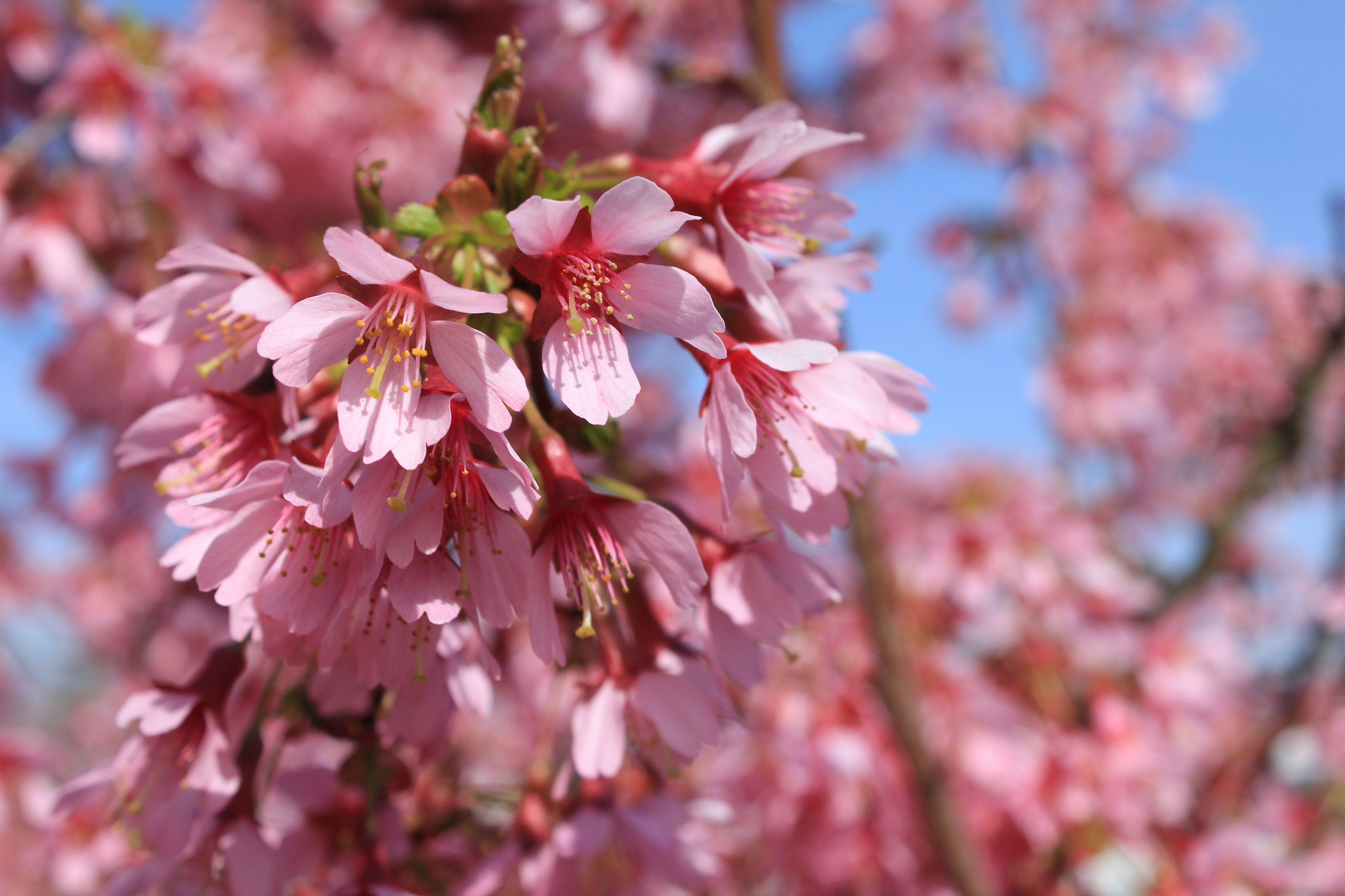 Миндалевый. Миндаль дерево. Prunus Amygdalus. Цветение миндаля. Миндаль Делон.