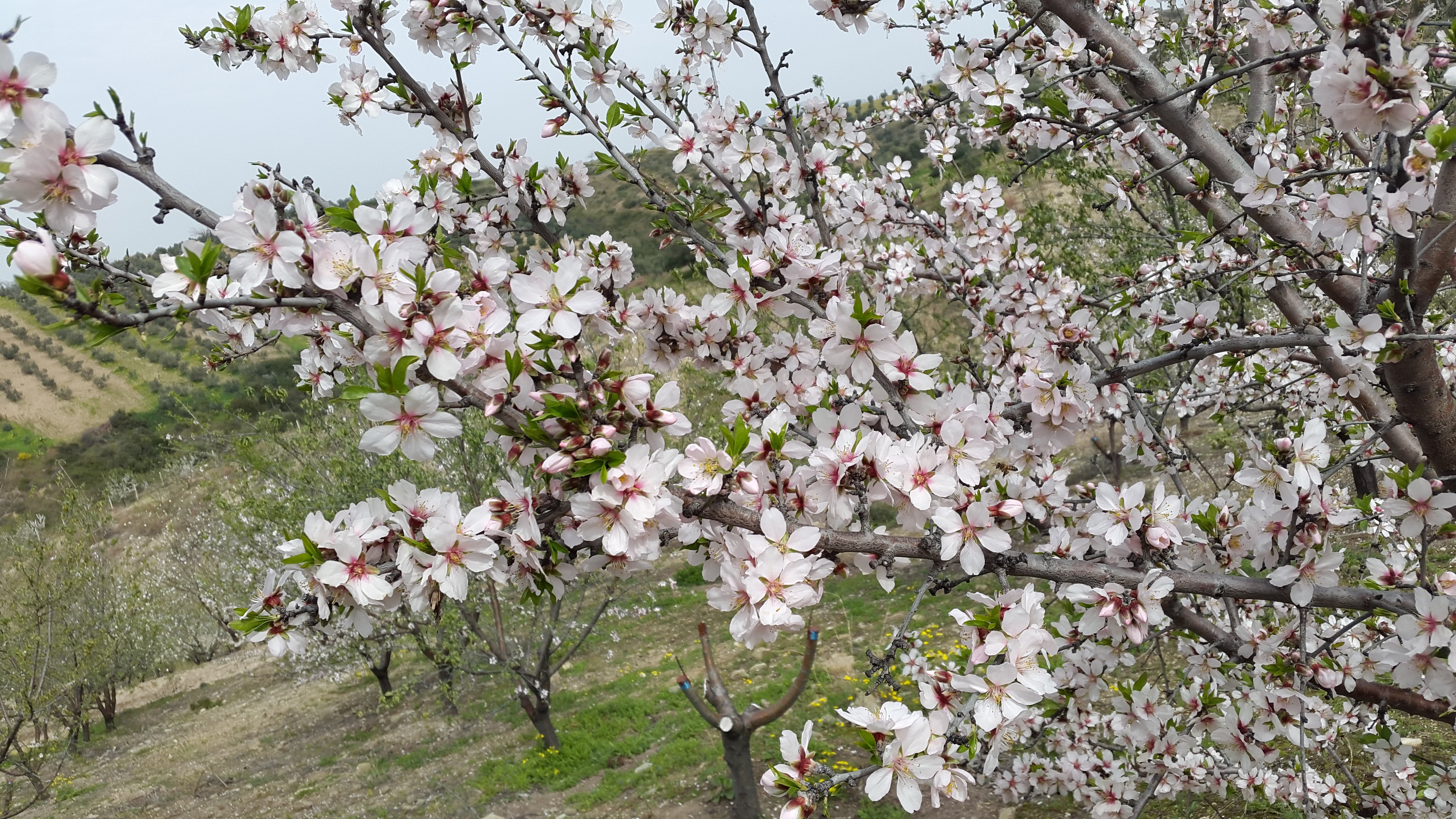 Какие деревья цветут в крыму. Миндаль десертный цветение. Миндаль дерево цветение. Миндаль дерево Узбекистан. Цветение миндаля в Турции.