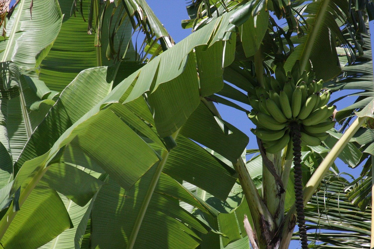 Банановое дерево в Южной Америке