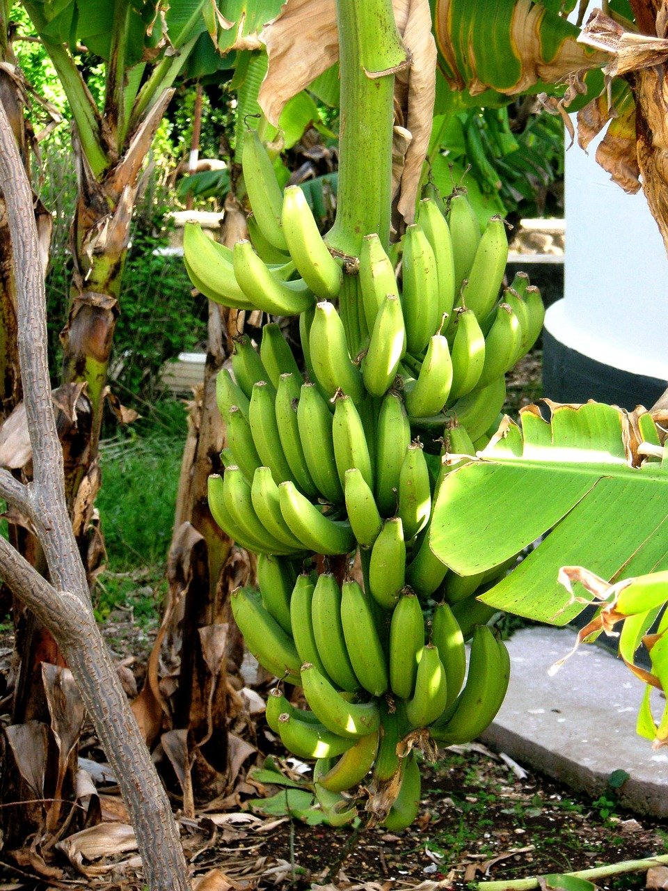 Bananeira (бананейра)