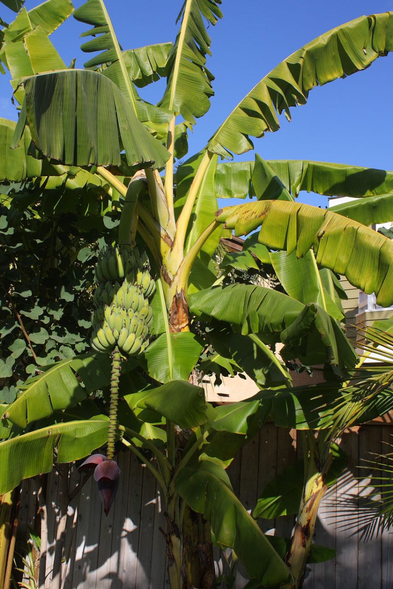 Банановая дерево асмеза