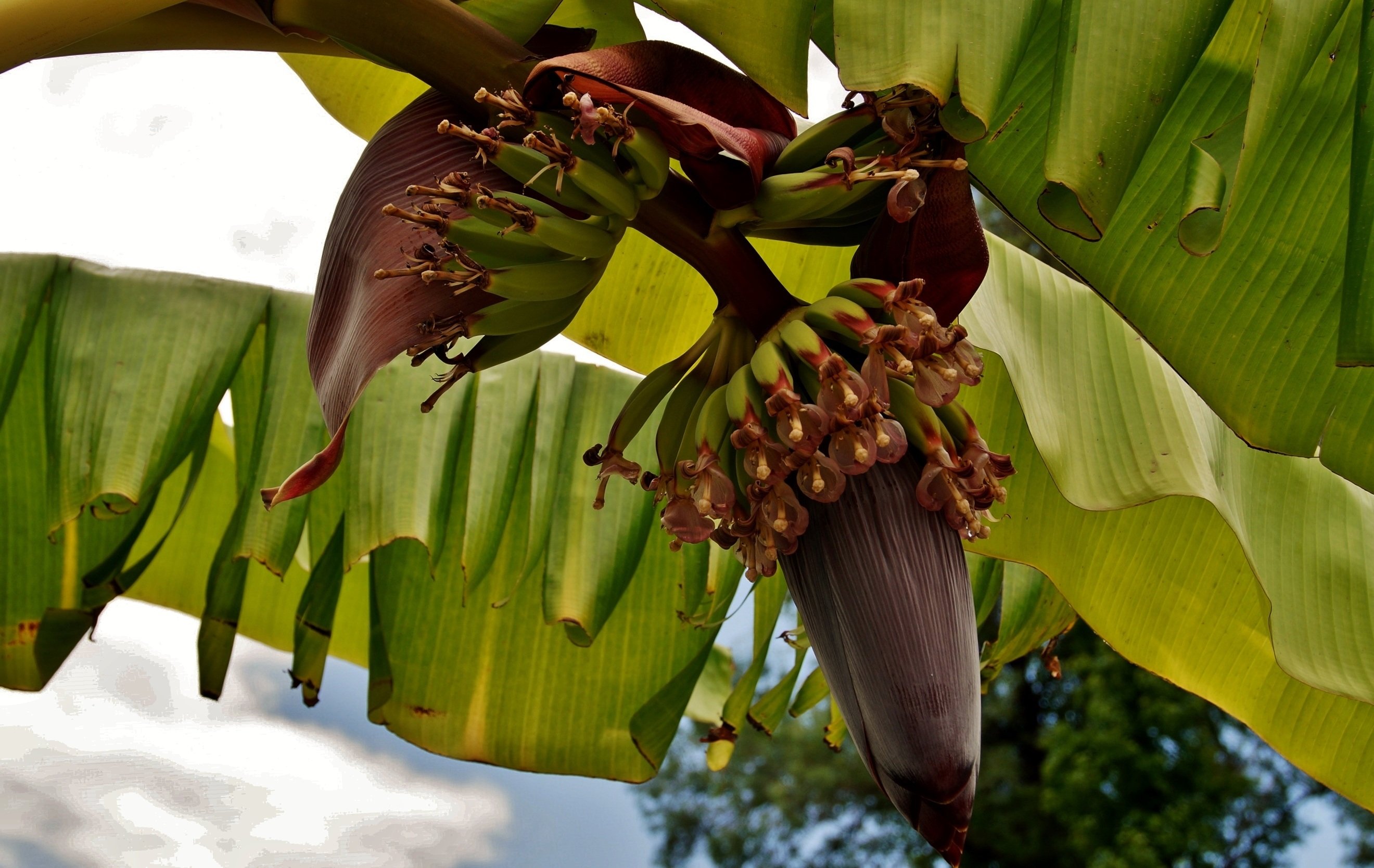 Как цветет банан. Банановая Пальма цветение. Соцветие банана. Банановое дерево цветет. Цветение бананового дерева.