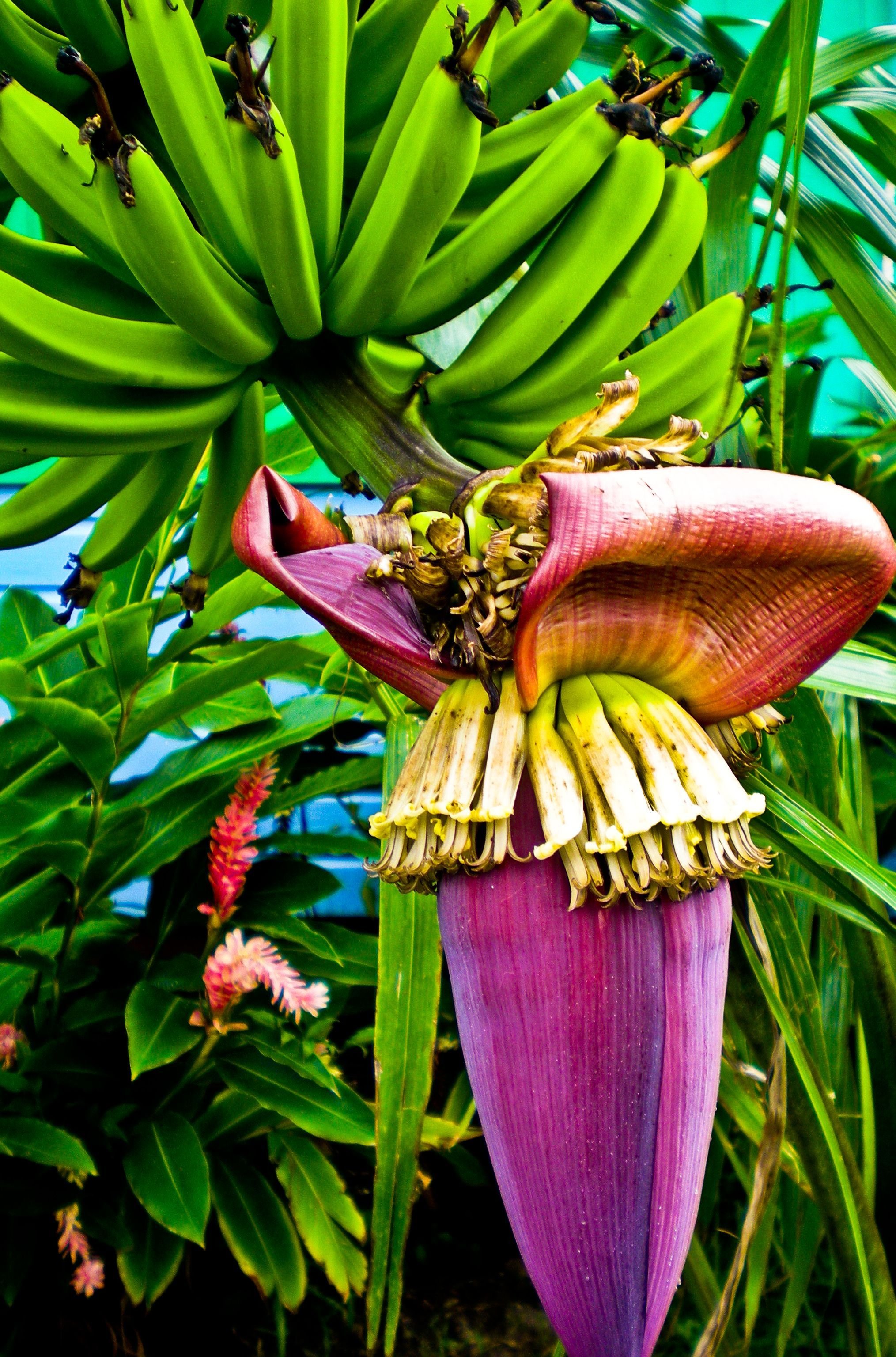 Как цветет банан. Банановая Пальма цветет. Цветение банана. Цветок драгон банана. Соцветие банана.