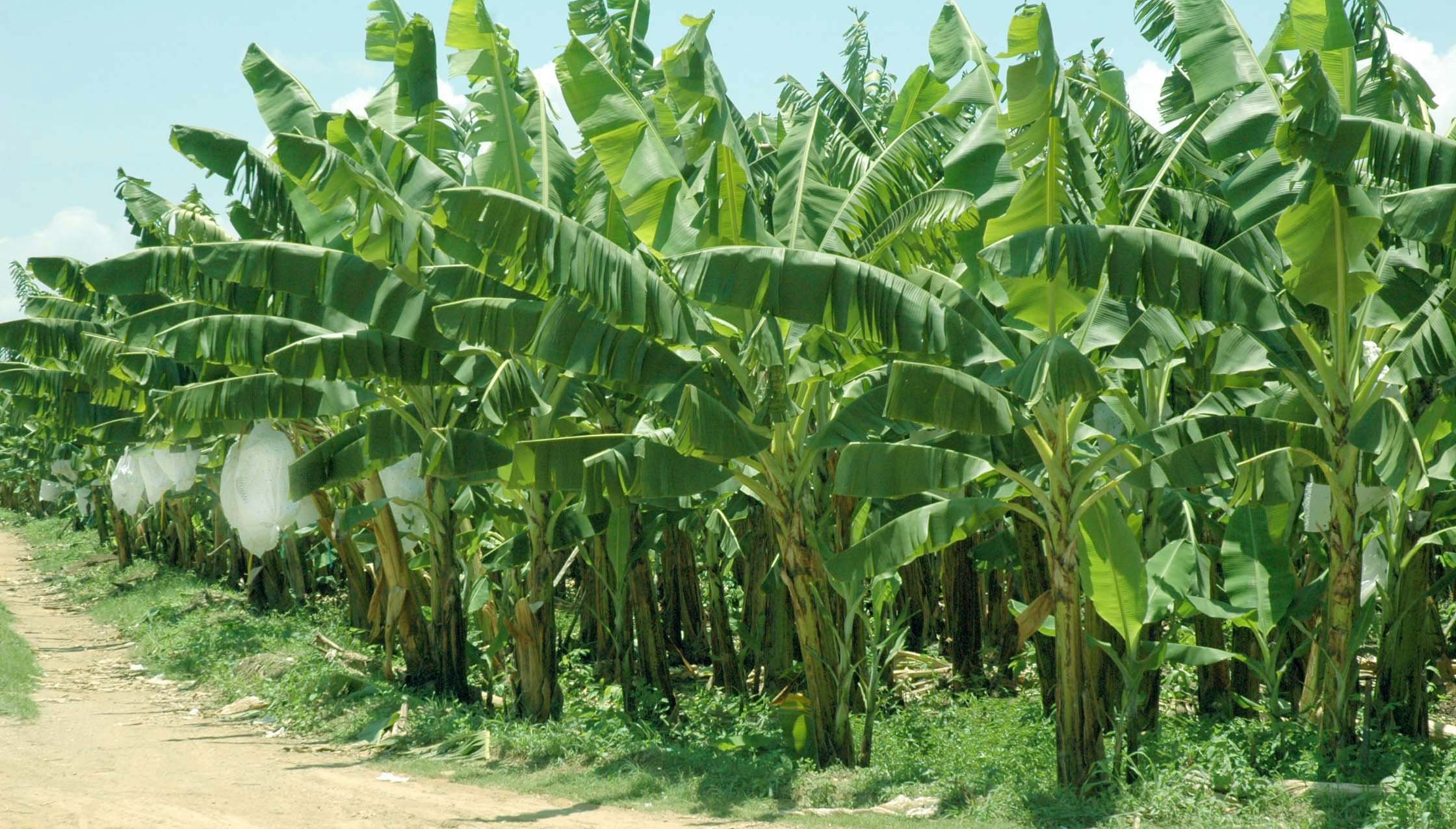 Банановые плантации Тайланда