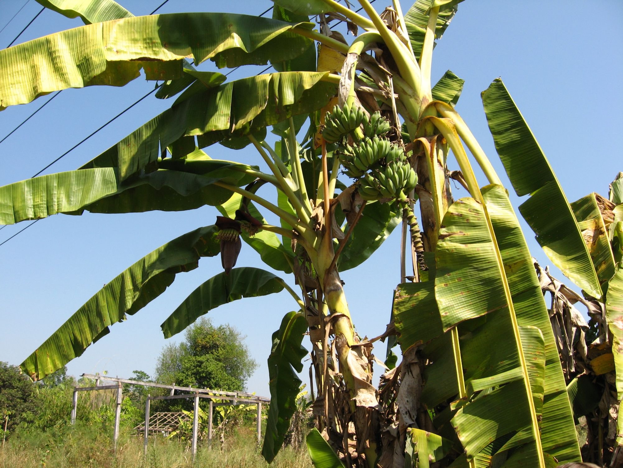 Где растут бананы дерево. Банановая Пальма Лоо. Банановая Пальма дерево. Банановая Пальма Батуми. Банан травянистое растение.