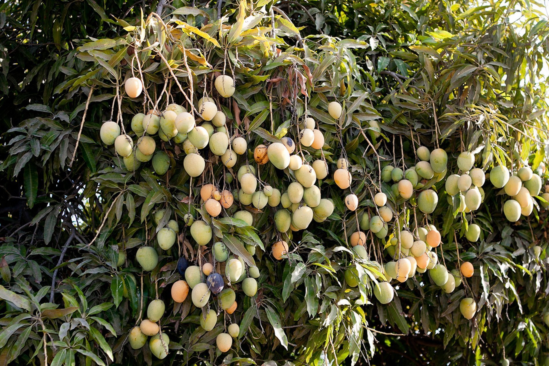 Цветущее дерево манго. Дерево манго манговое дерево. Дерево манго с плодами. Дерево манго Перу. Мыльное дерево манго.