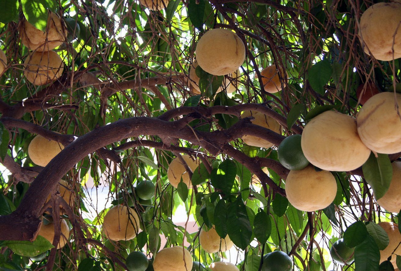 Фрукты которые растут на деревьях. Манго помело. Дерево манго Южная Америка. Дерево помело с плодами. Грейпфрутовое дерево.