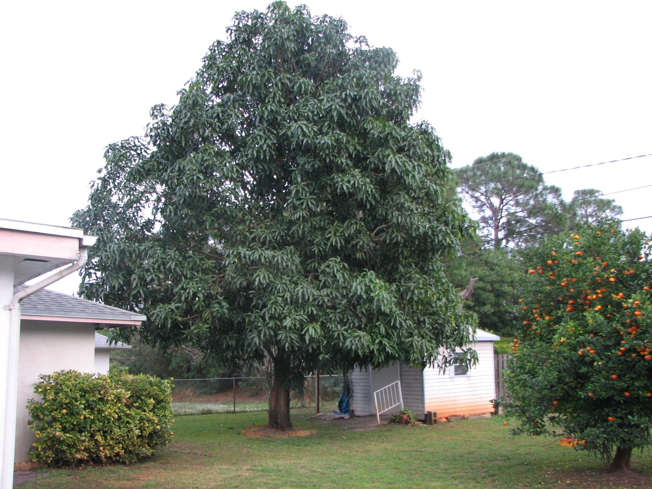 Манго шри ланка. Высота дерева манго. Бразильское манго дерево. Балийские деревья манго. Высота мангового дерева.