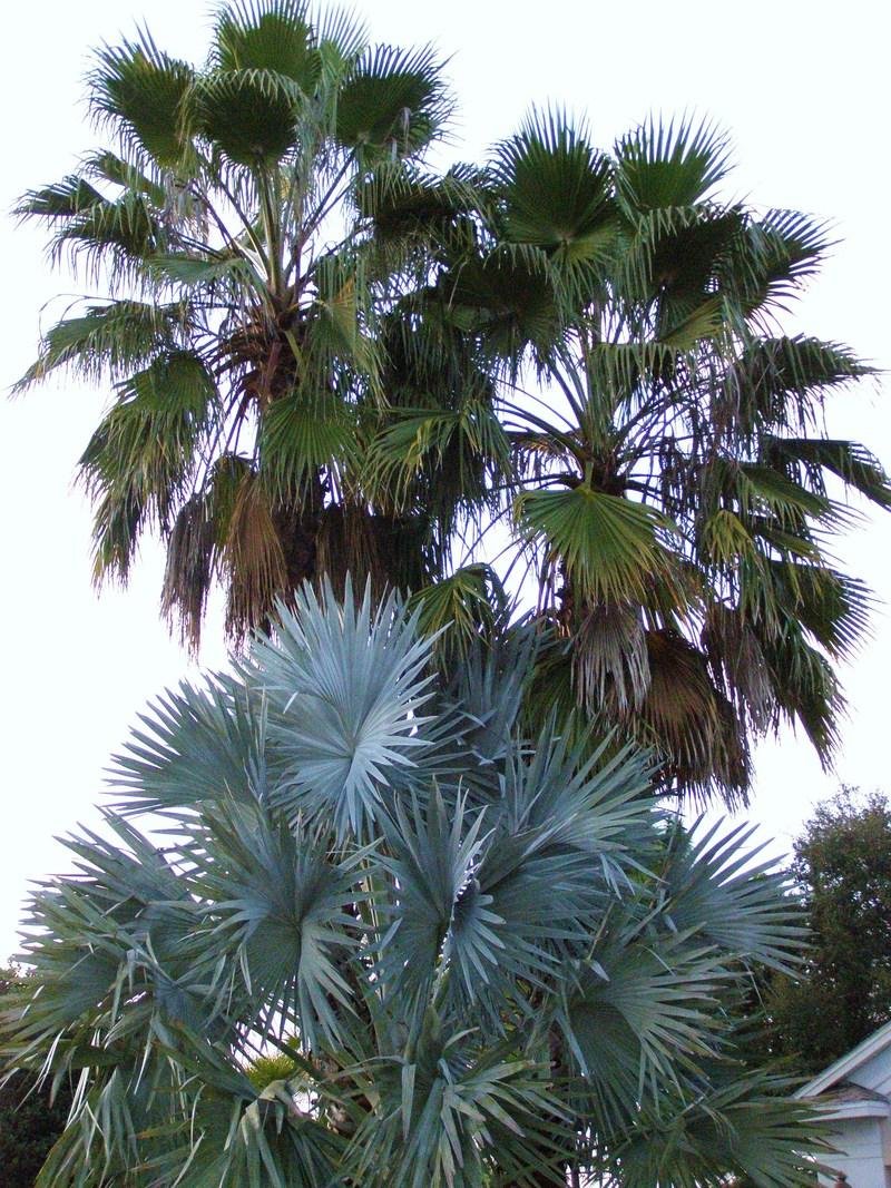 Древнеегипетские растения Пальма