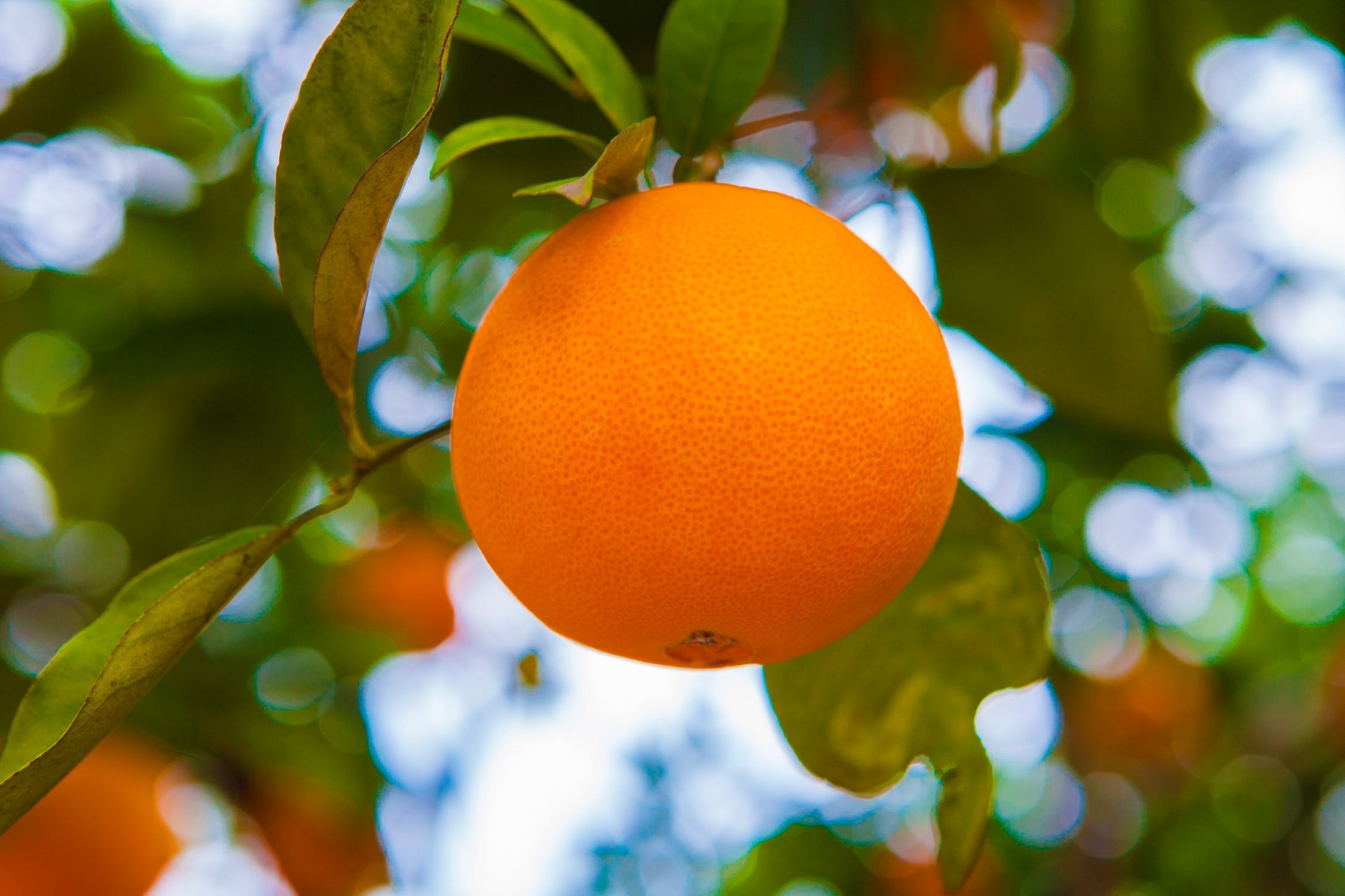 Апельсиновое дерево. Апельсин на ветке. Апельсин дерево. Ветка апельсинового дерева. Апельсин с листиком.