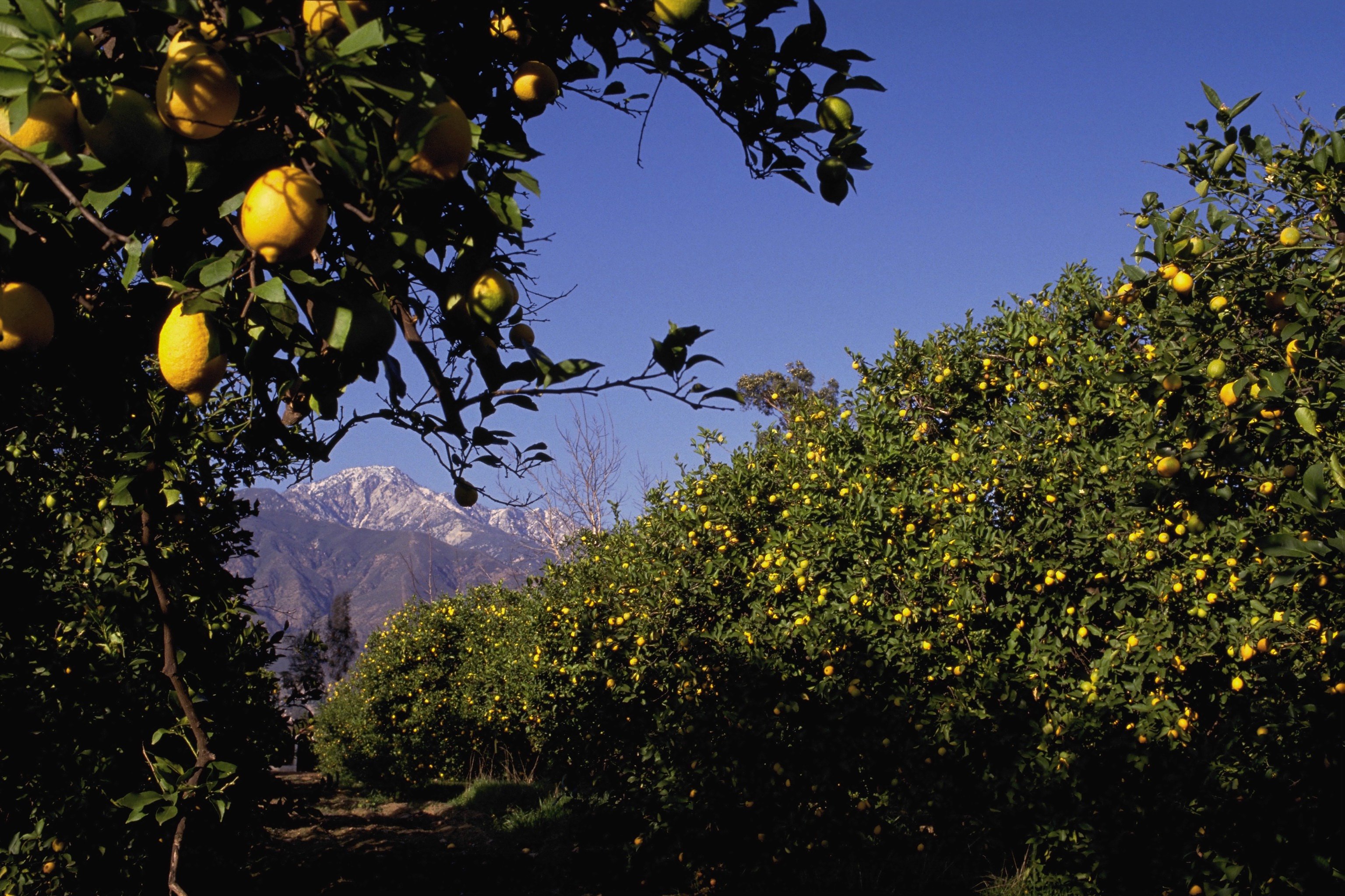 Фруктовая долина. Плантации Лимонов Сорренто. Lemon Citrus Limon Италия. Лимонные плантации деревья Италия. Лимонные деревья Сицилия.