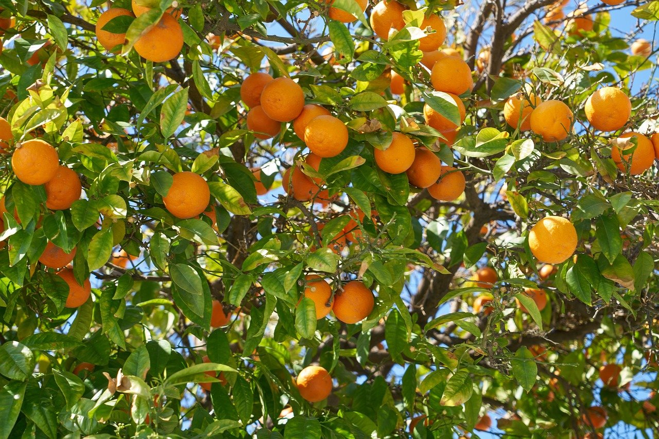 Где растут апельсины