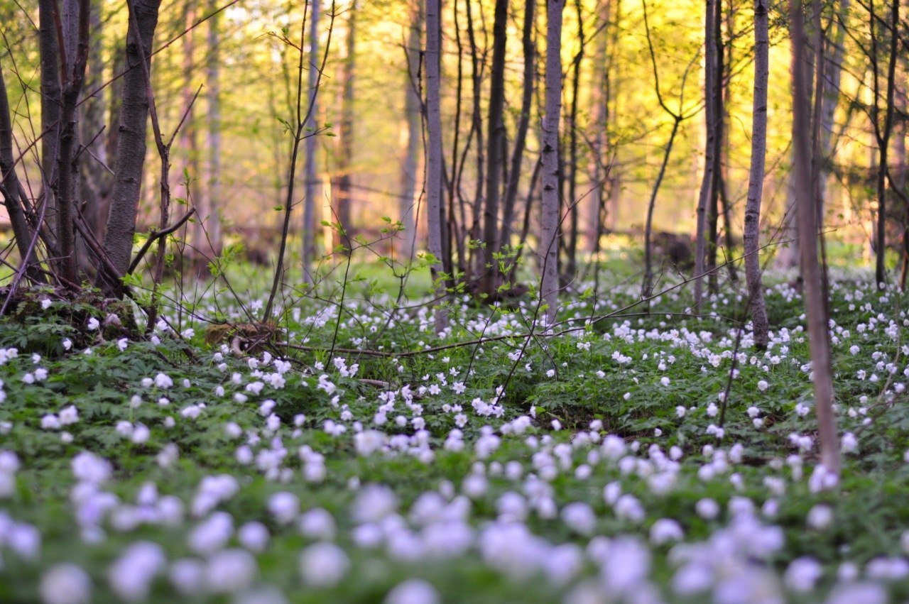 Vesna. Весна в лесу. Весенний лес. Весенняя природа. Природа веса.