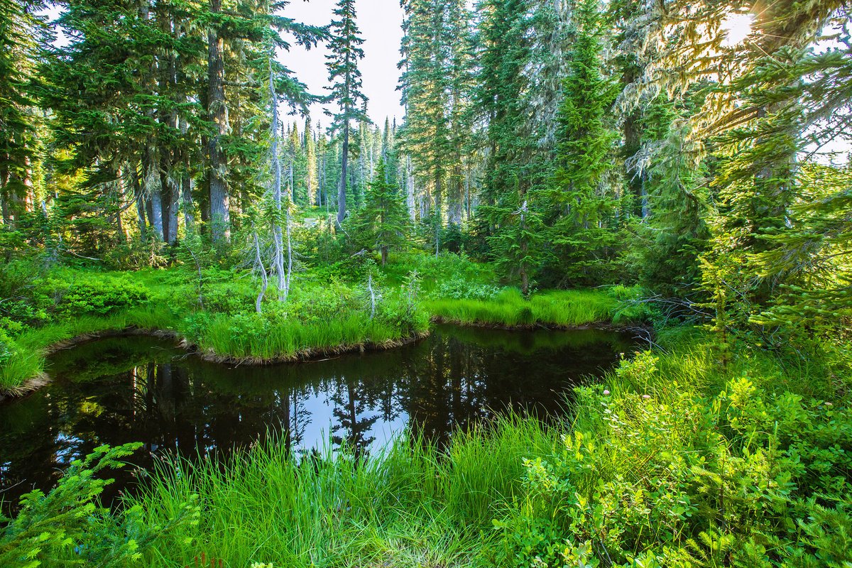 Леса и озера россии