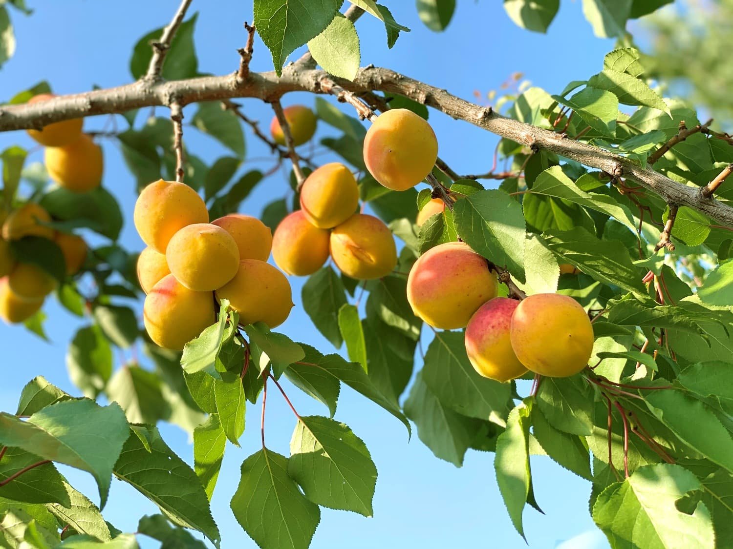 абрикосовое дерево фото с плодами