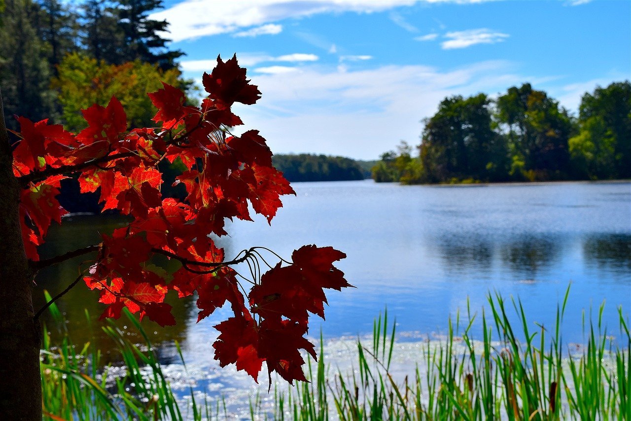 Багряная лета. Красный лист. Озеро с кленами. Багряный цвет осенью. Озеро с красными деревьями.