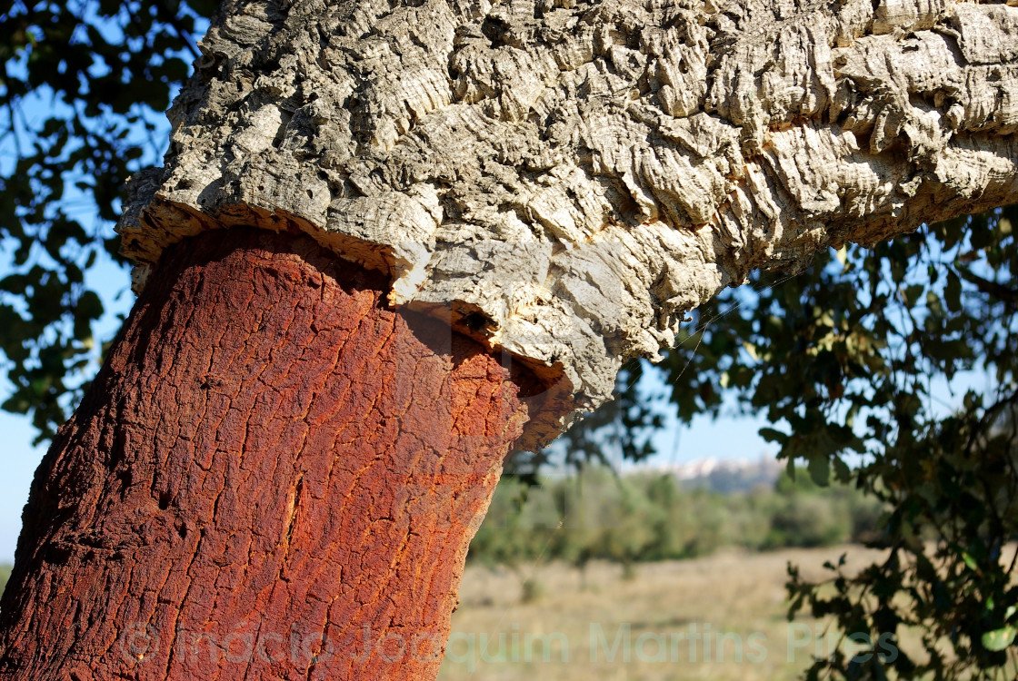 Пробковое дерево Португалия