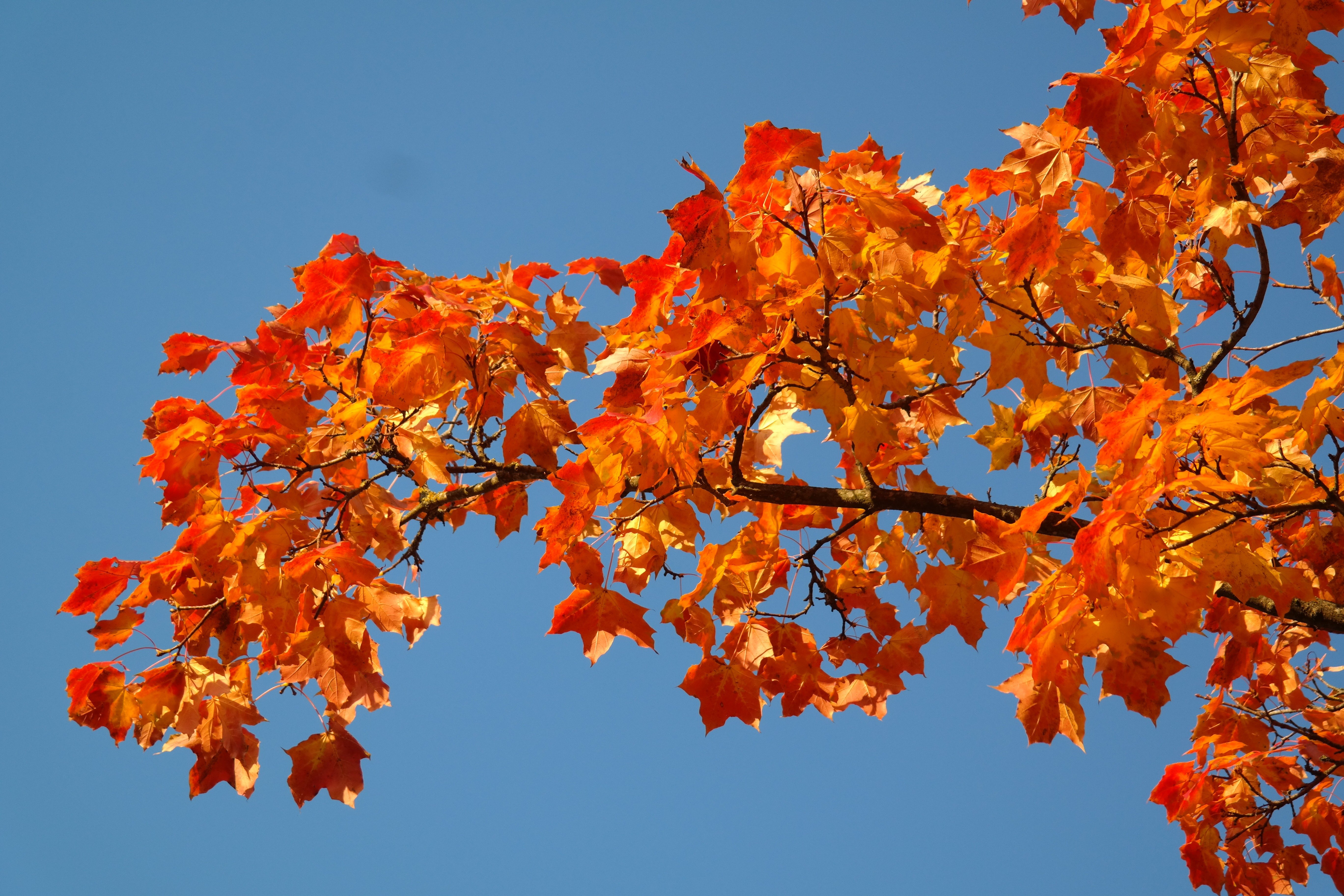 Рябина и клен дерево. Канадский клён оранжевый. Клен желтый дерево. Осеннее дерево. Осенний клен.