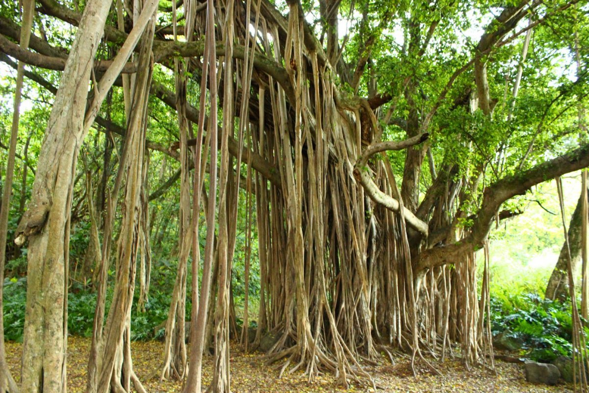 Фикус воздушные корни. Великий Баньян. Баньян дерево корни. Бадьян дерево в Индии. Баньян в Индии.