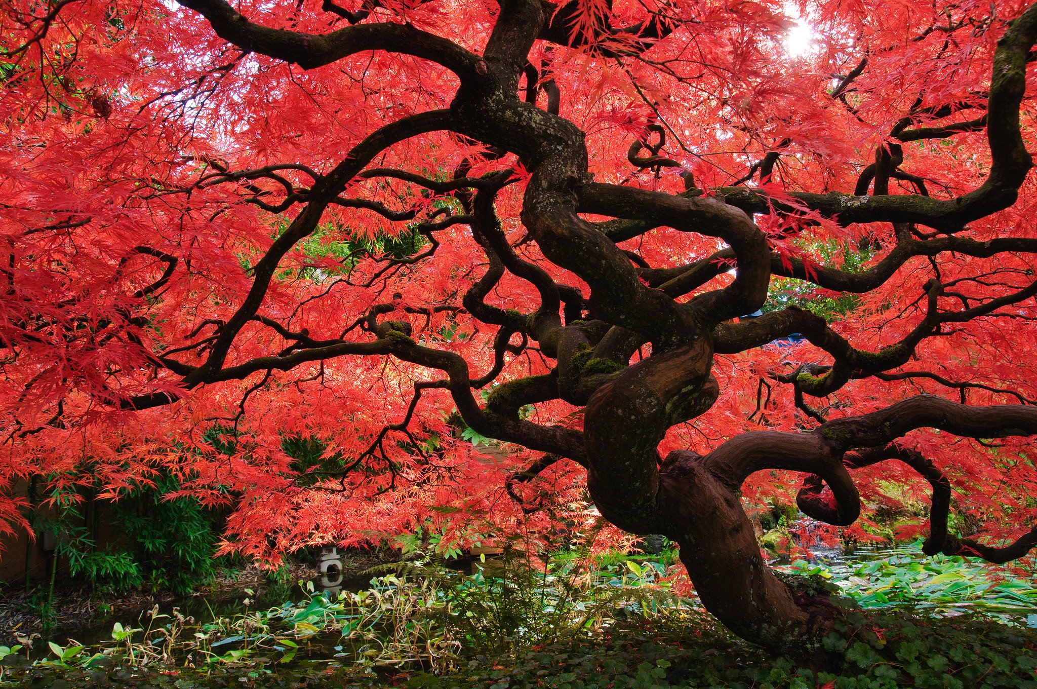 Червонное дерево. Японский клен дерево. Клен японский красный. Японский клен Орегон. Красные клены в Японии.