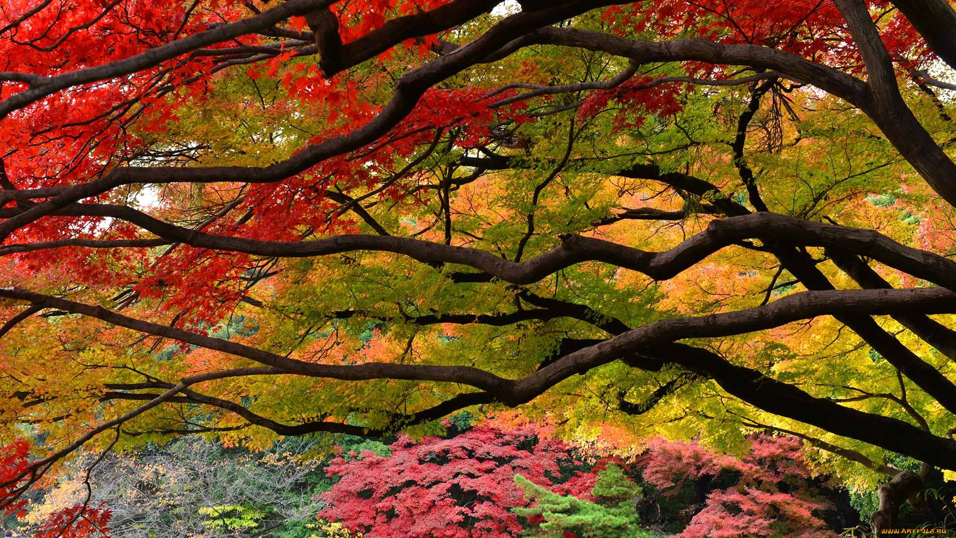 Японский сад осень
