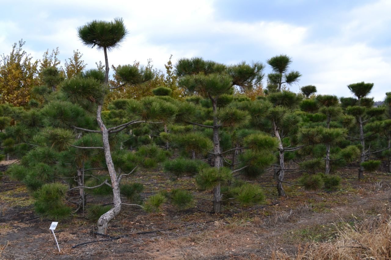 Pinus nigra ниваки