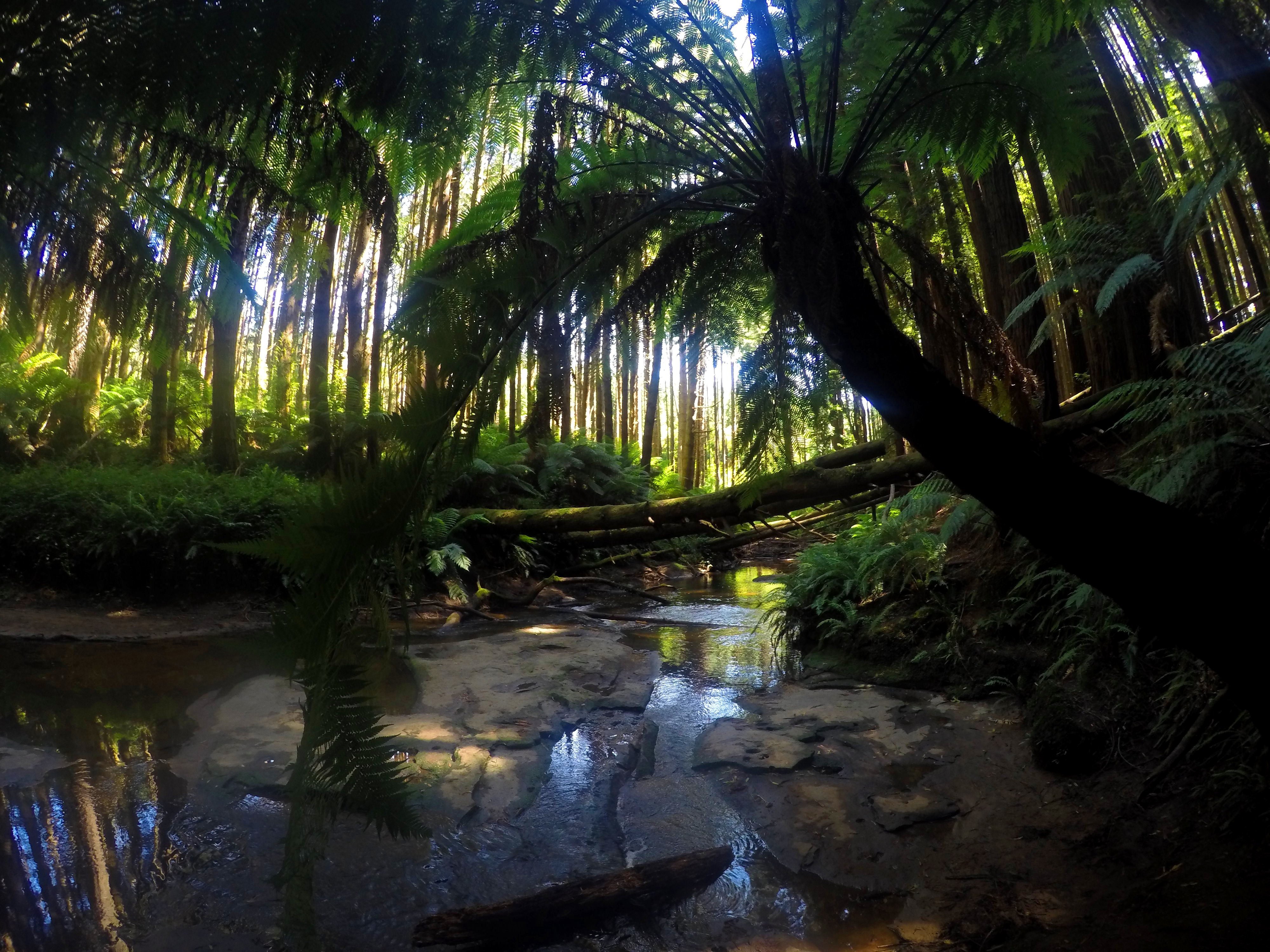 Джунгли тропический лес
