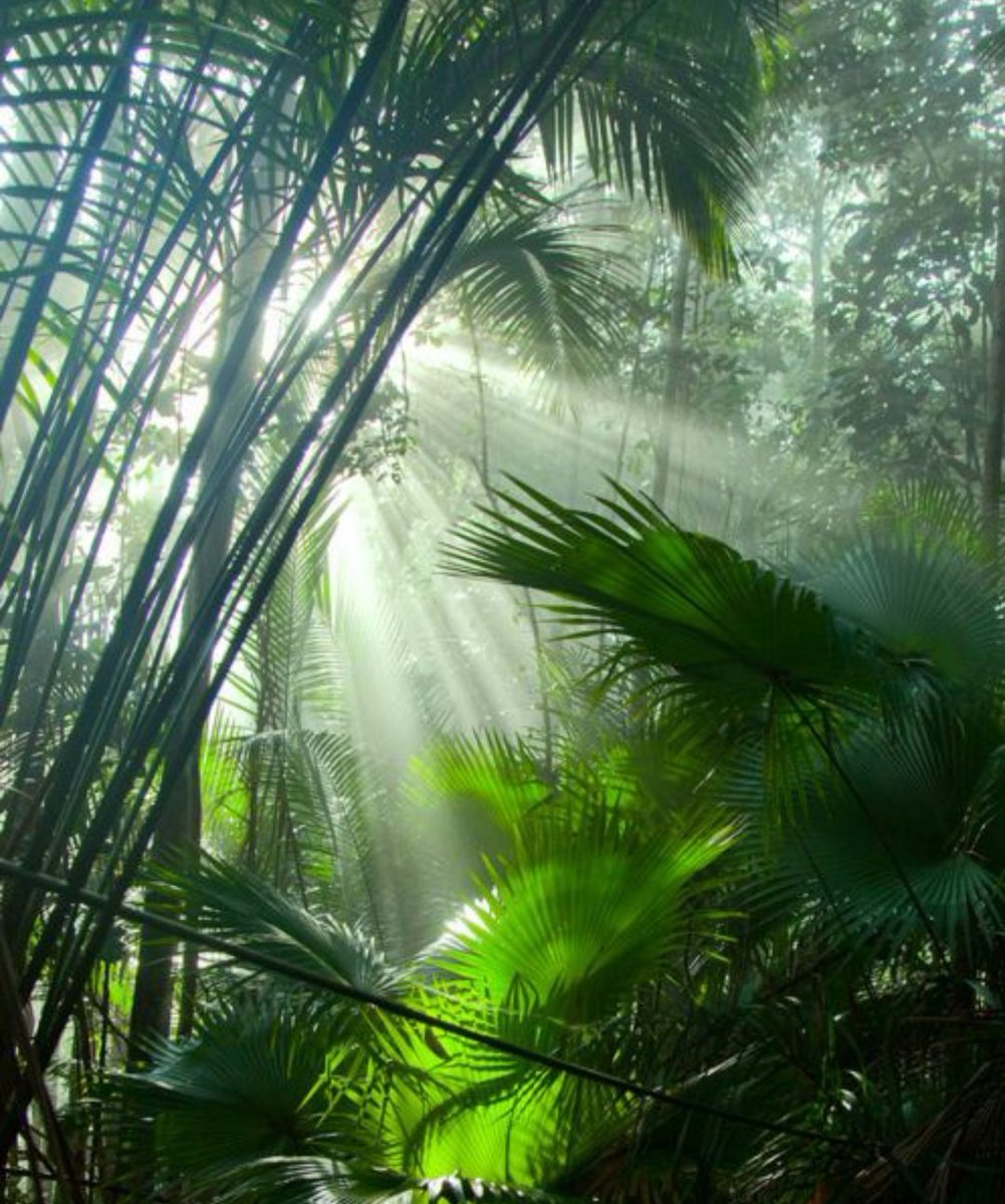 Джангл фото. Тропикал Рейнфорест. Тропические дождевые леса. Тропический дождевой лес. Пальмы в сельвах.