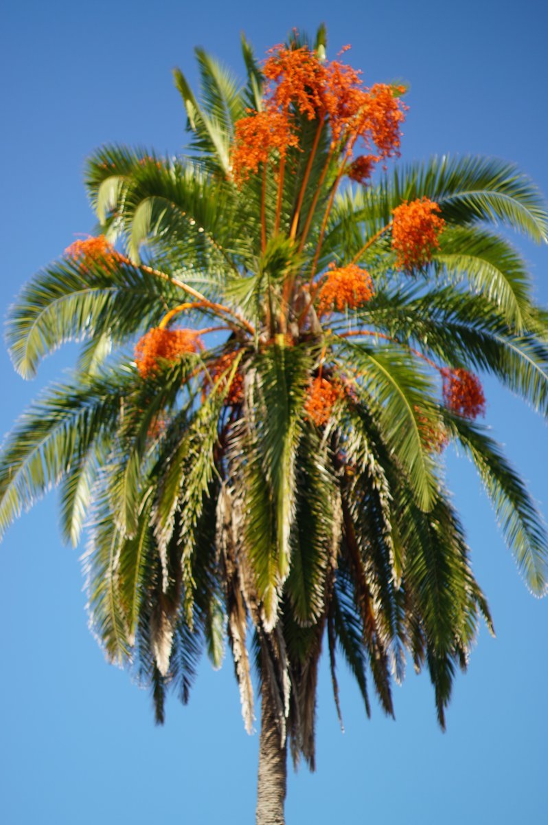 Цветущая финиковая Пальма