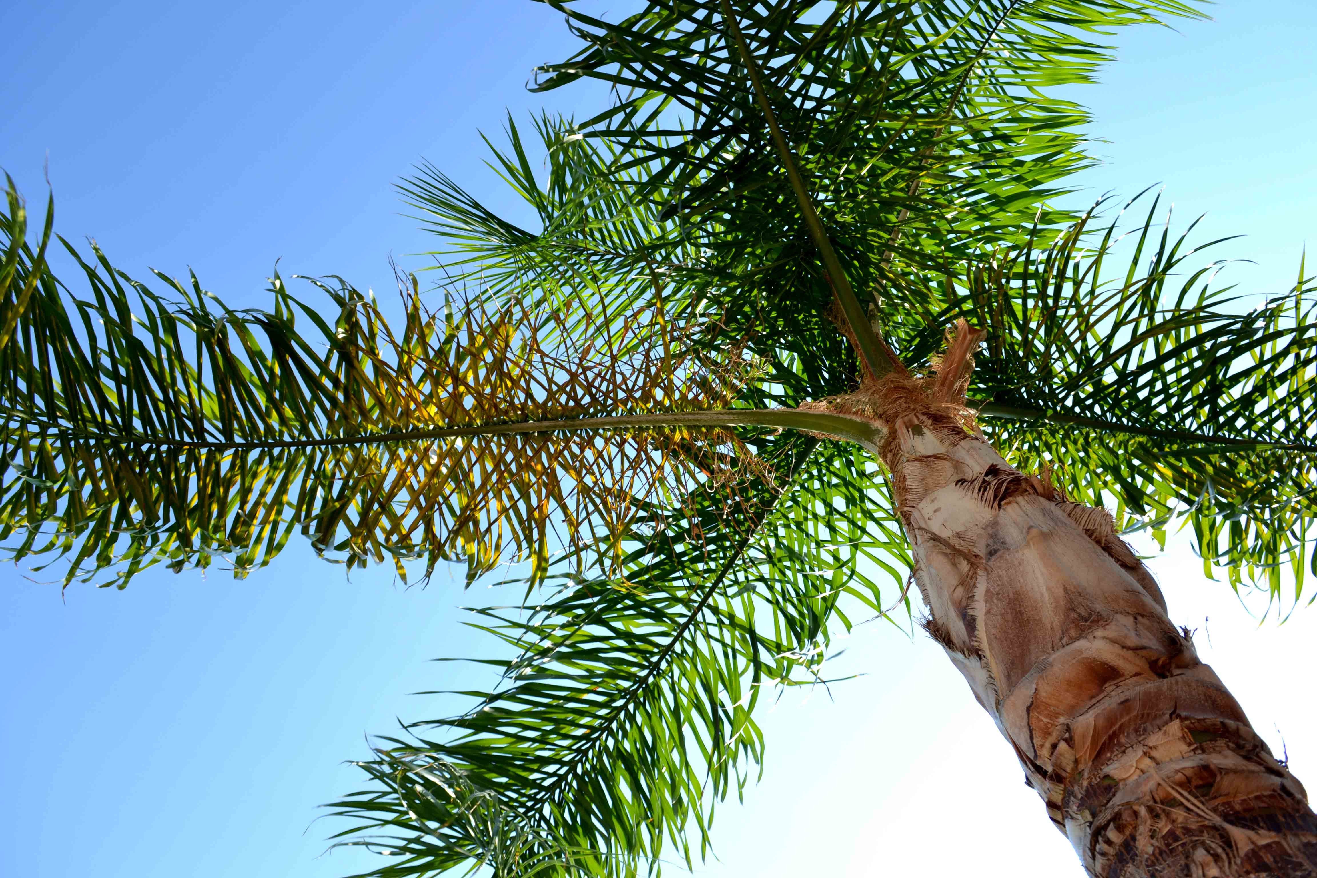 Финик караван. Пихтовая Пальма. Хвойная Пальма. Пальмовое хвойное дерево. Пальма с хвойным деревом.