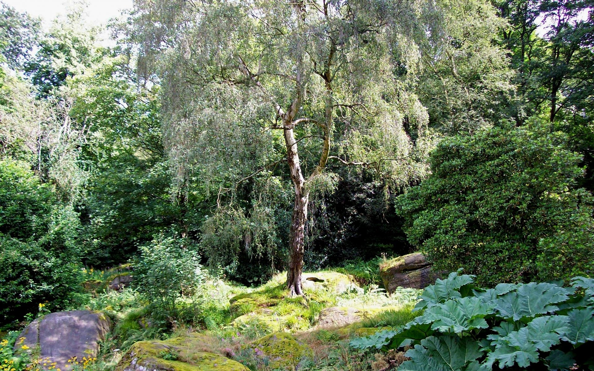 Кусочек леса в саду