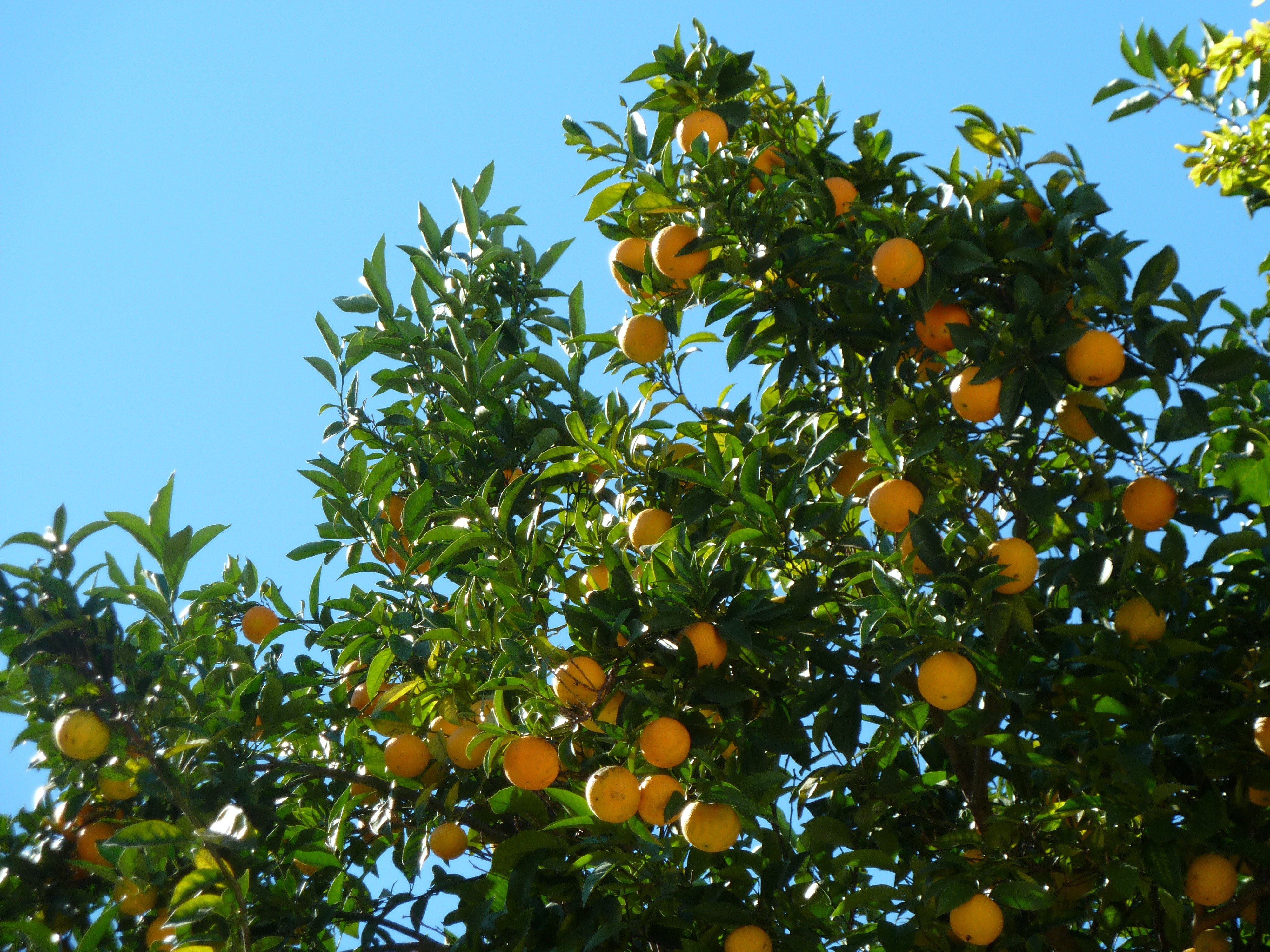Апельсиновое дерево. Померанец дерево. Мандариновое дерево в Абхазии. Мандарин дерево фото. Плодовые деревья субтропиков.