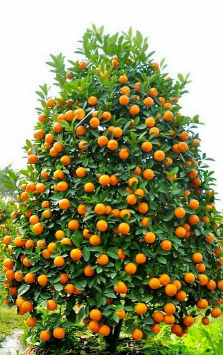 Мандарины абхазские на дереве
