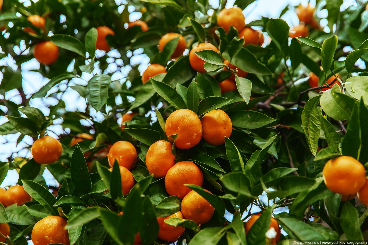 Мандарин растет в россии. Абхазия мандарины на дереве. Мандарин уншиу дерево. Мандарин сорт сентябрьский. Мандариновое дерево в Абхазии.