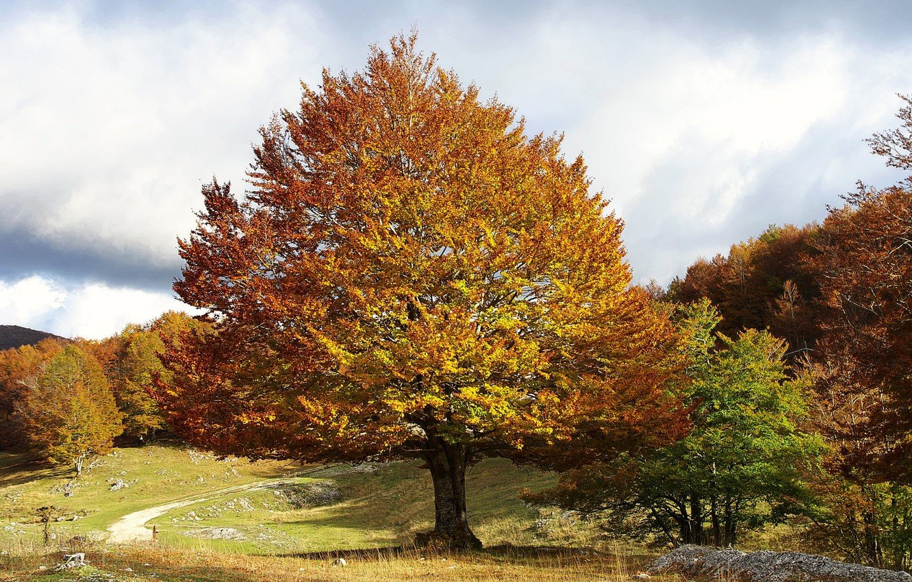 Чинара дерево осенью