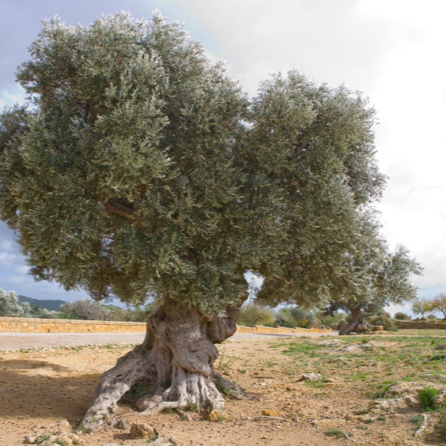 Италия старое оливковое дерево в Умбрии