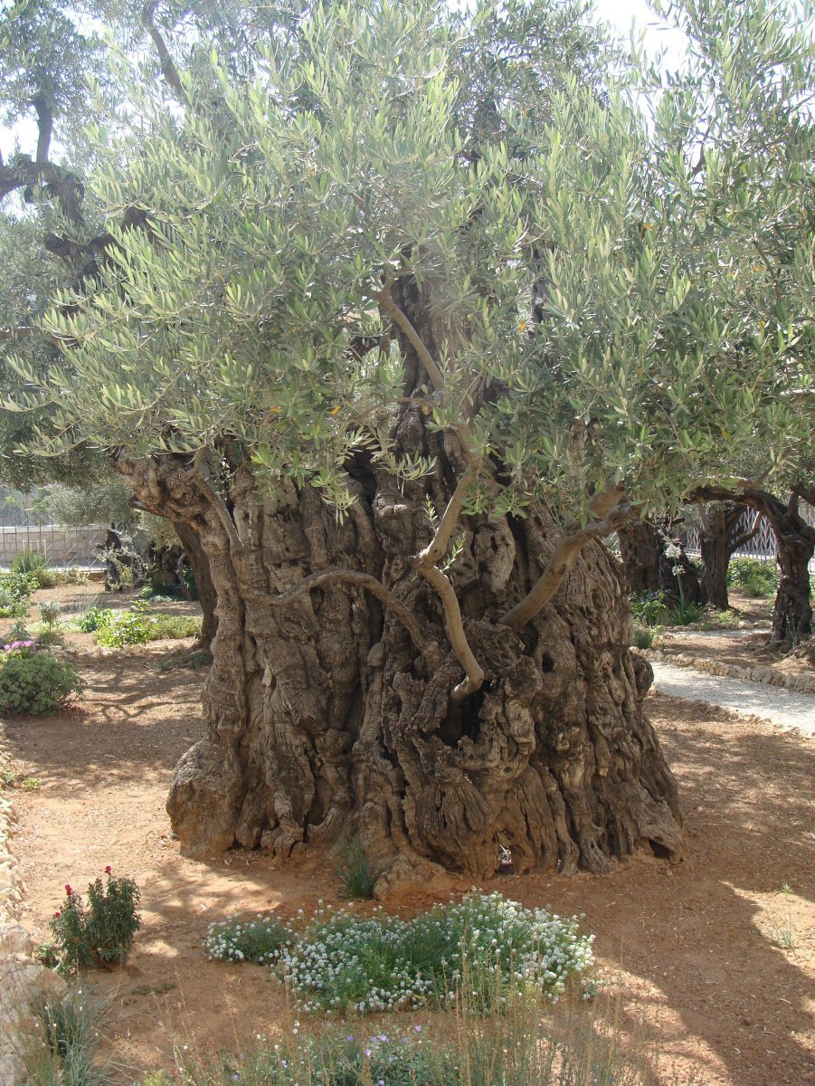 Израиль природа оливковые деревья