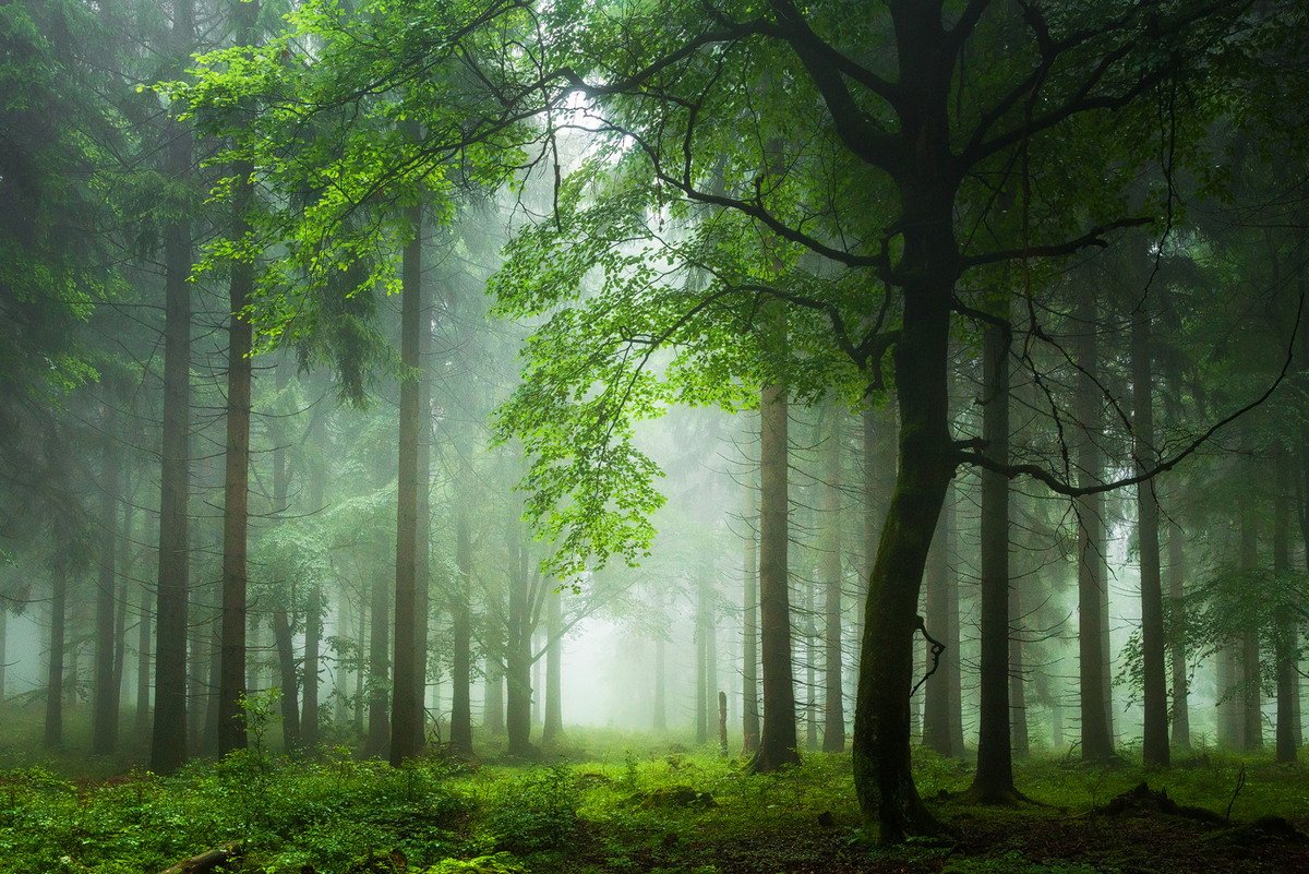 природа леса фотографии