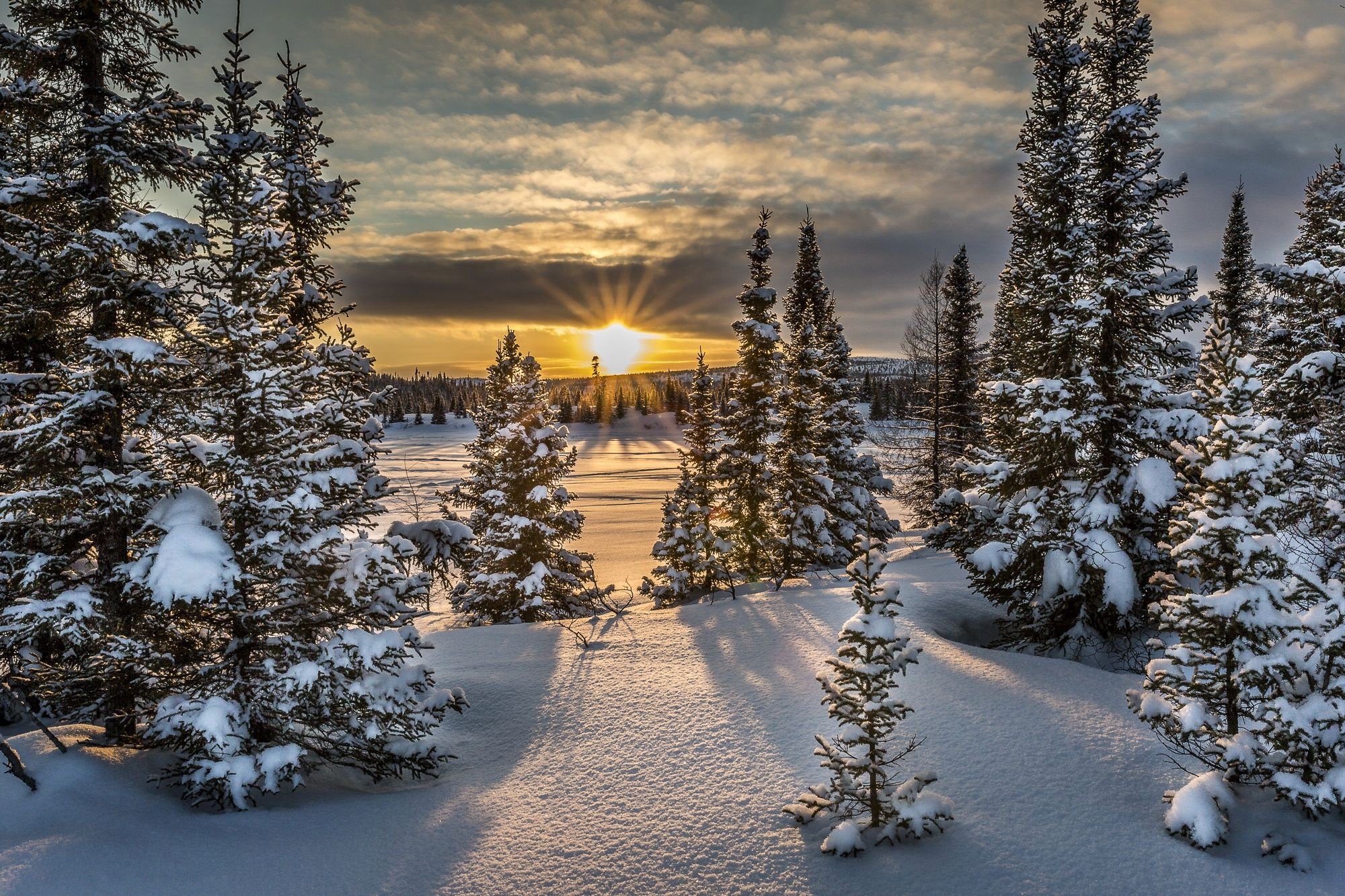 Новогодний лес фото. В новогоднем лесу. Красивая елка в лесу. Зимняя природа новый год. Елочка в зимнем лесу.