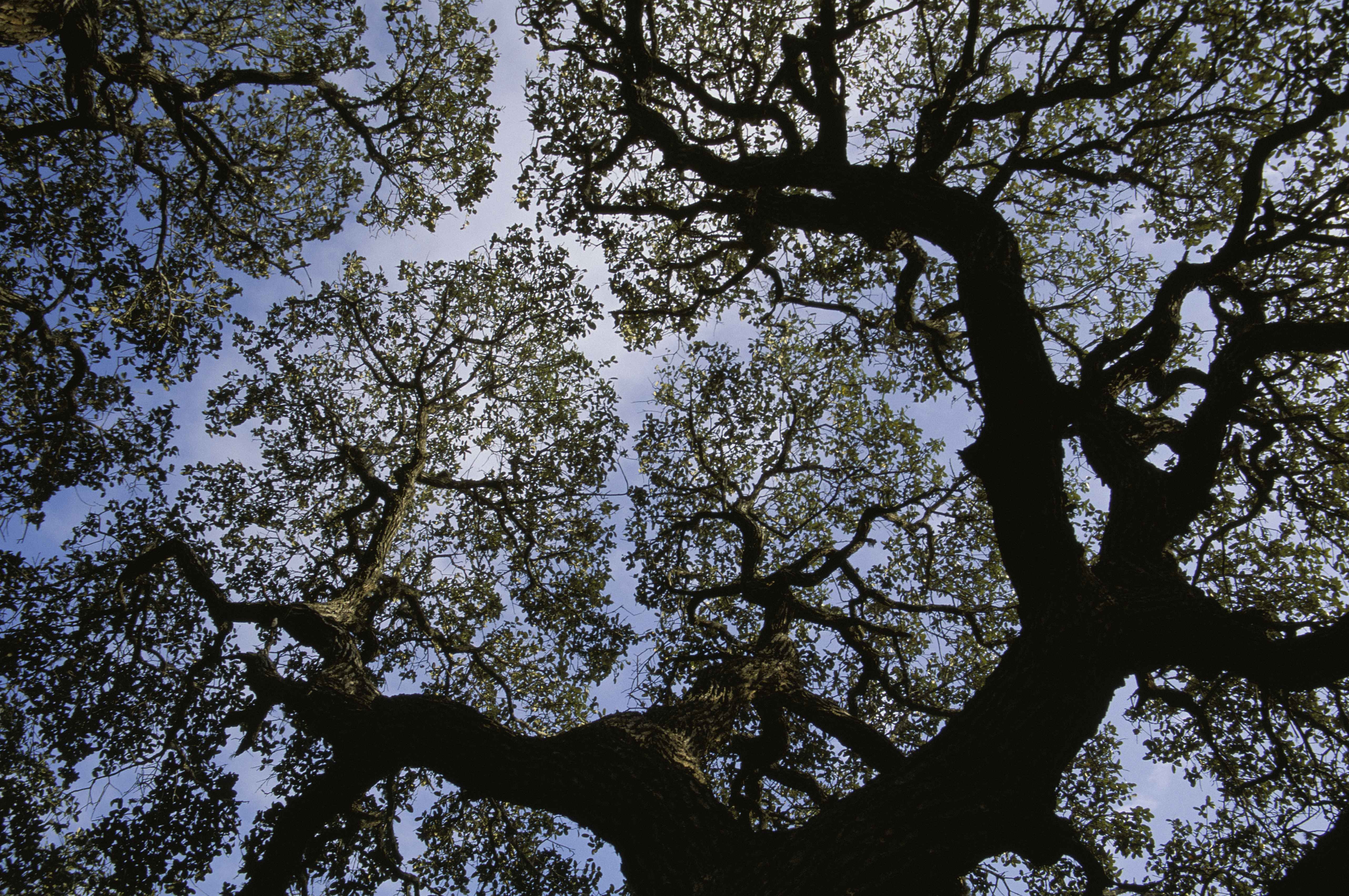 70 деревьев. Платан сикомор. Sycamore дерево. Роща сикомор. Кроны сикомор.