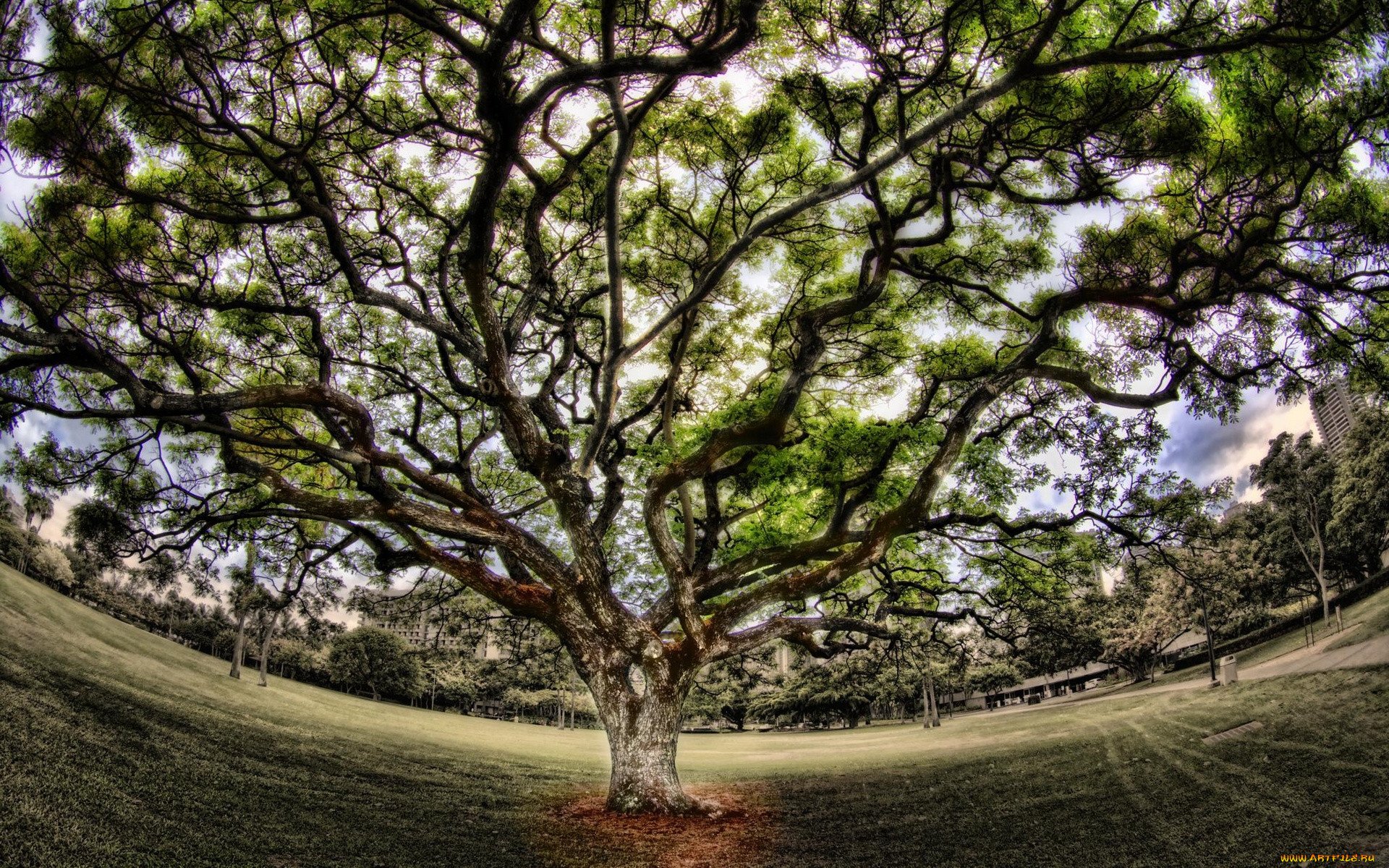 Зебрано дерево живое