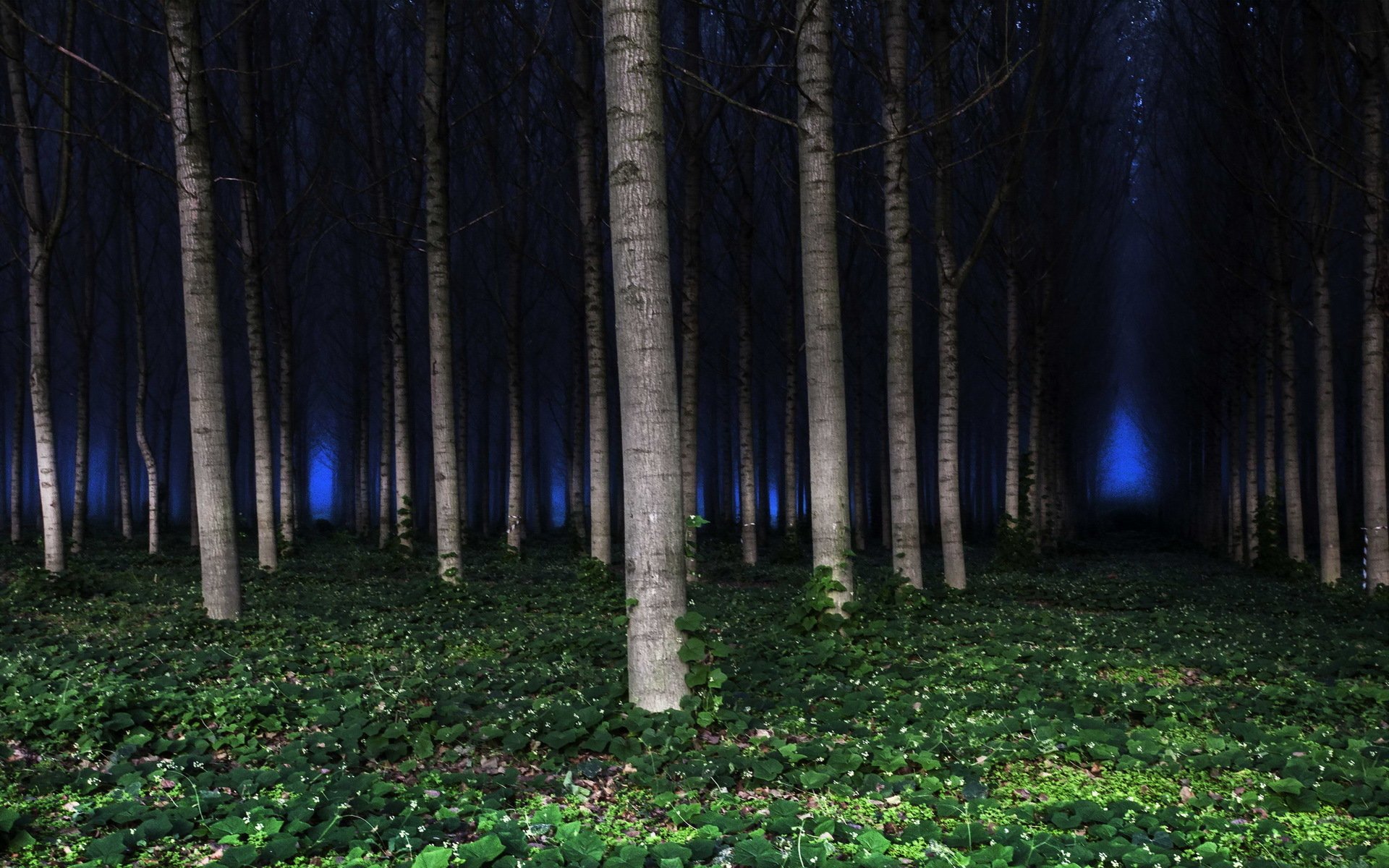 Ночь лес красиво. Ночной лес. «Ночь в лесу». Поляна в лесу ночью. Ночная Поляна в лесу.