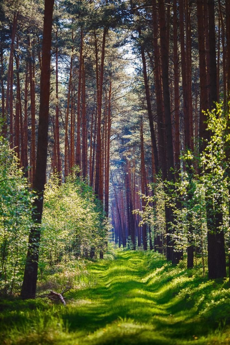 Корабельные сосны лес