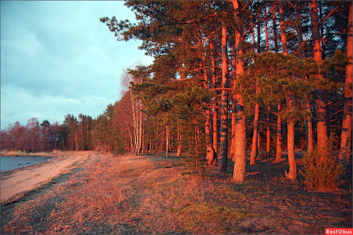 Корабельные сосны лес