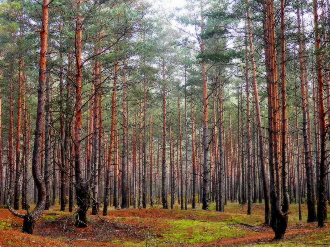 Корабельная сосна фото